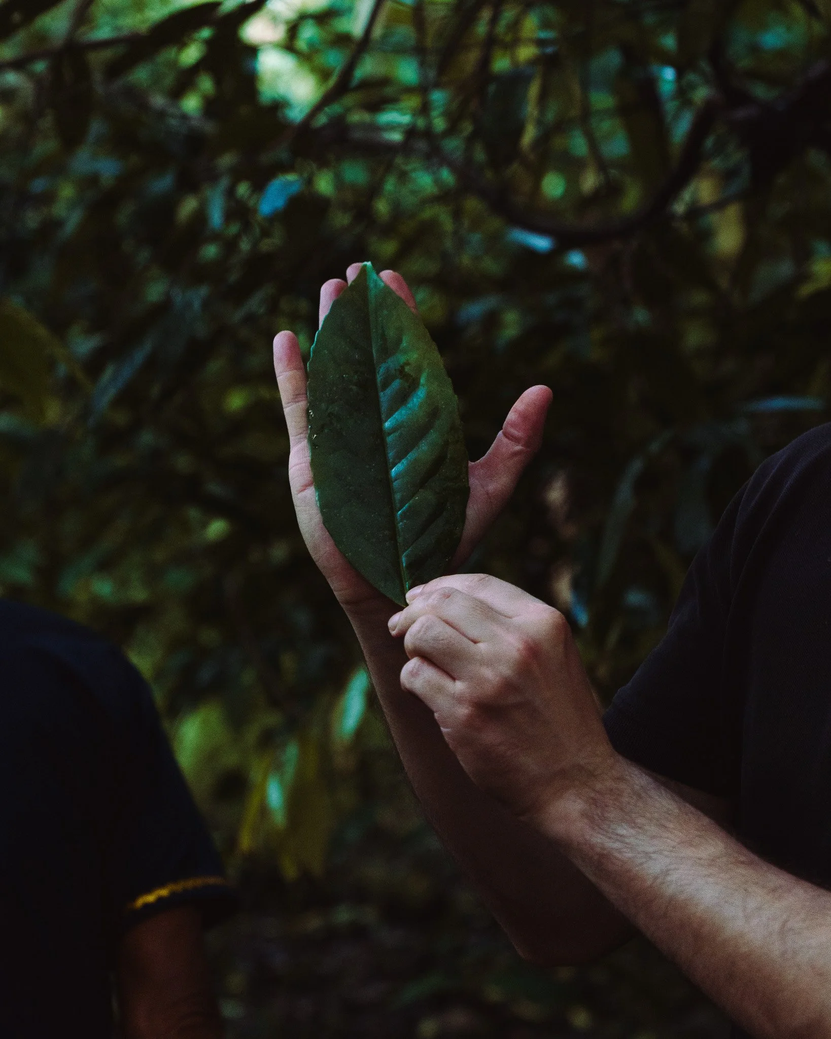 Person holding a green leaf in a dense forest or jungle environment.