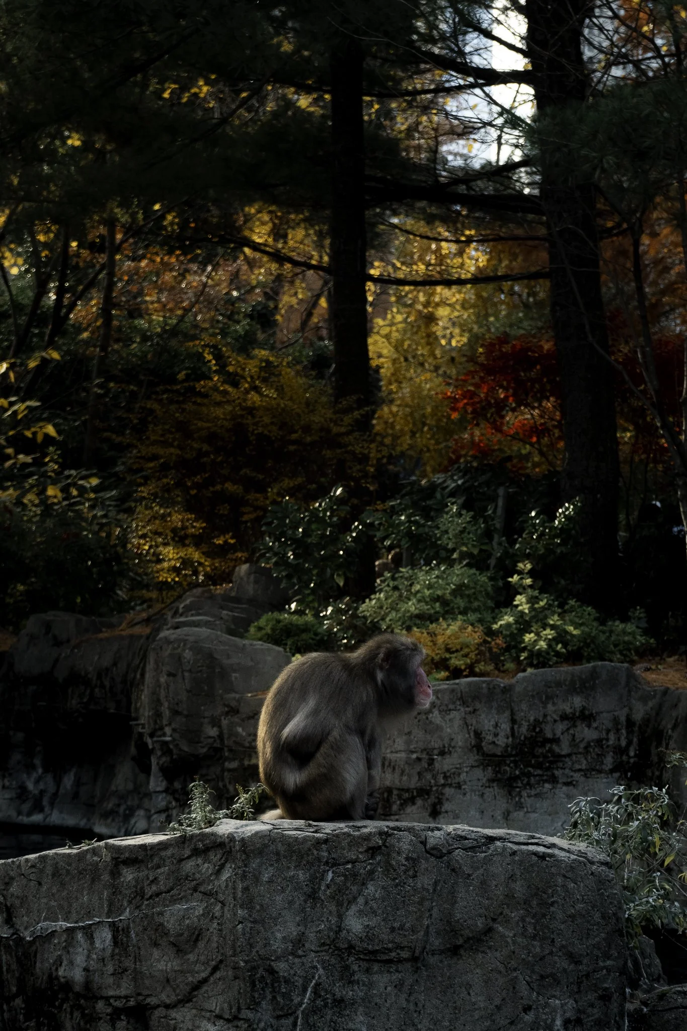 A Japanese macaque, also known as a snow monkey, sitting on a large rock in a lush forest with autumn foliage, including trees with yellow, orange, and red leaves, during daytime.