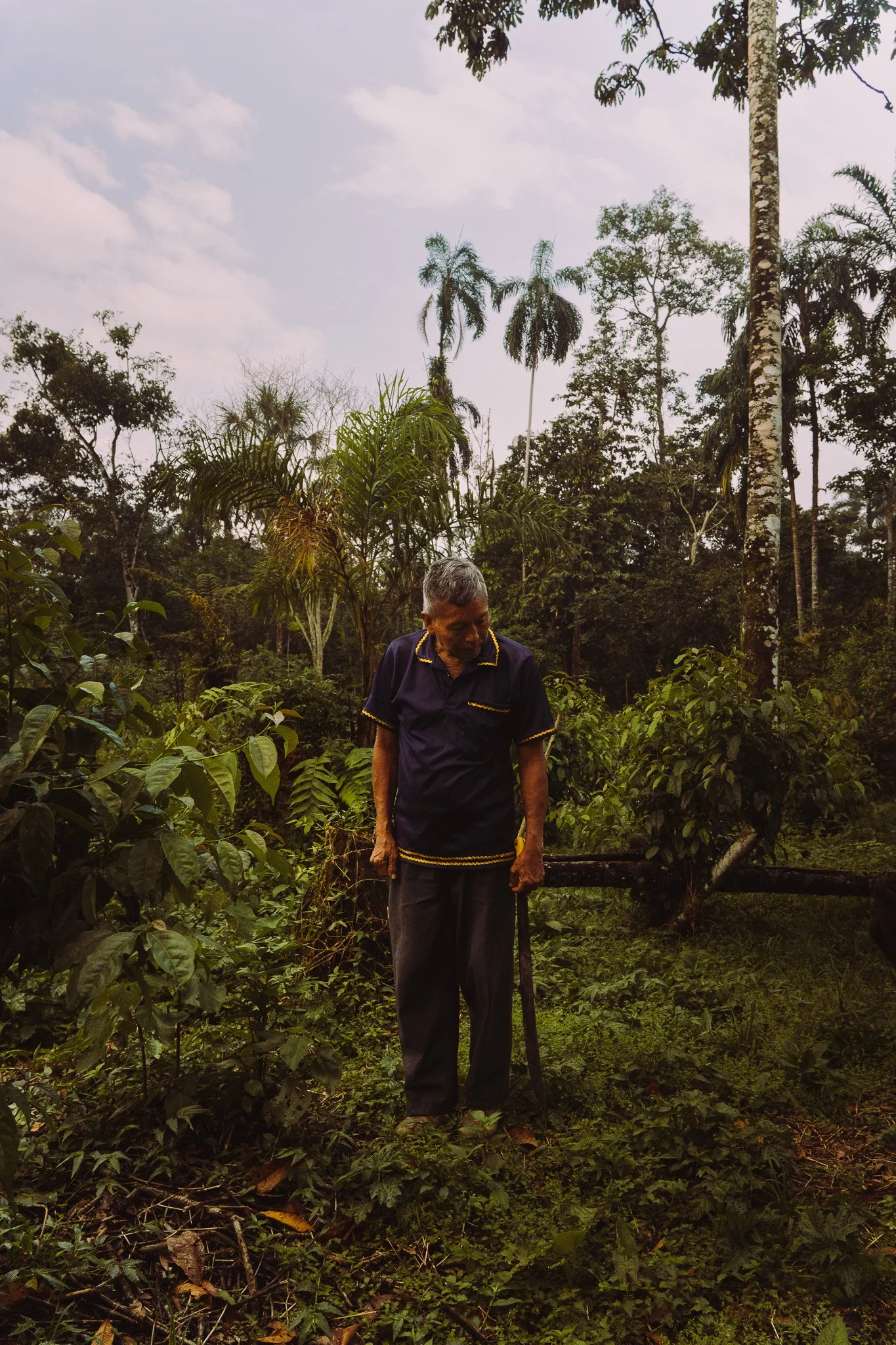 A man with gray hair in a dark blue shirt stands in a lush, green forest area surrounded by various plants and trees, with an overcast sky above.