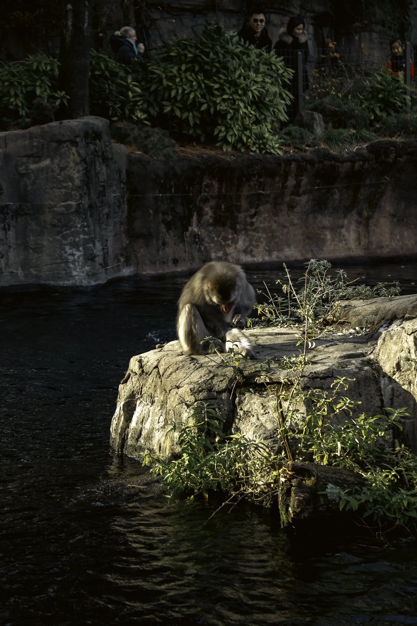 A monkey sitting on a rock near a river with lush greenery and rocks, while people stand on the opposite bank observing.