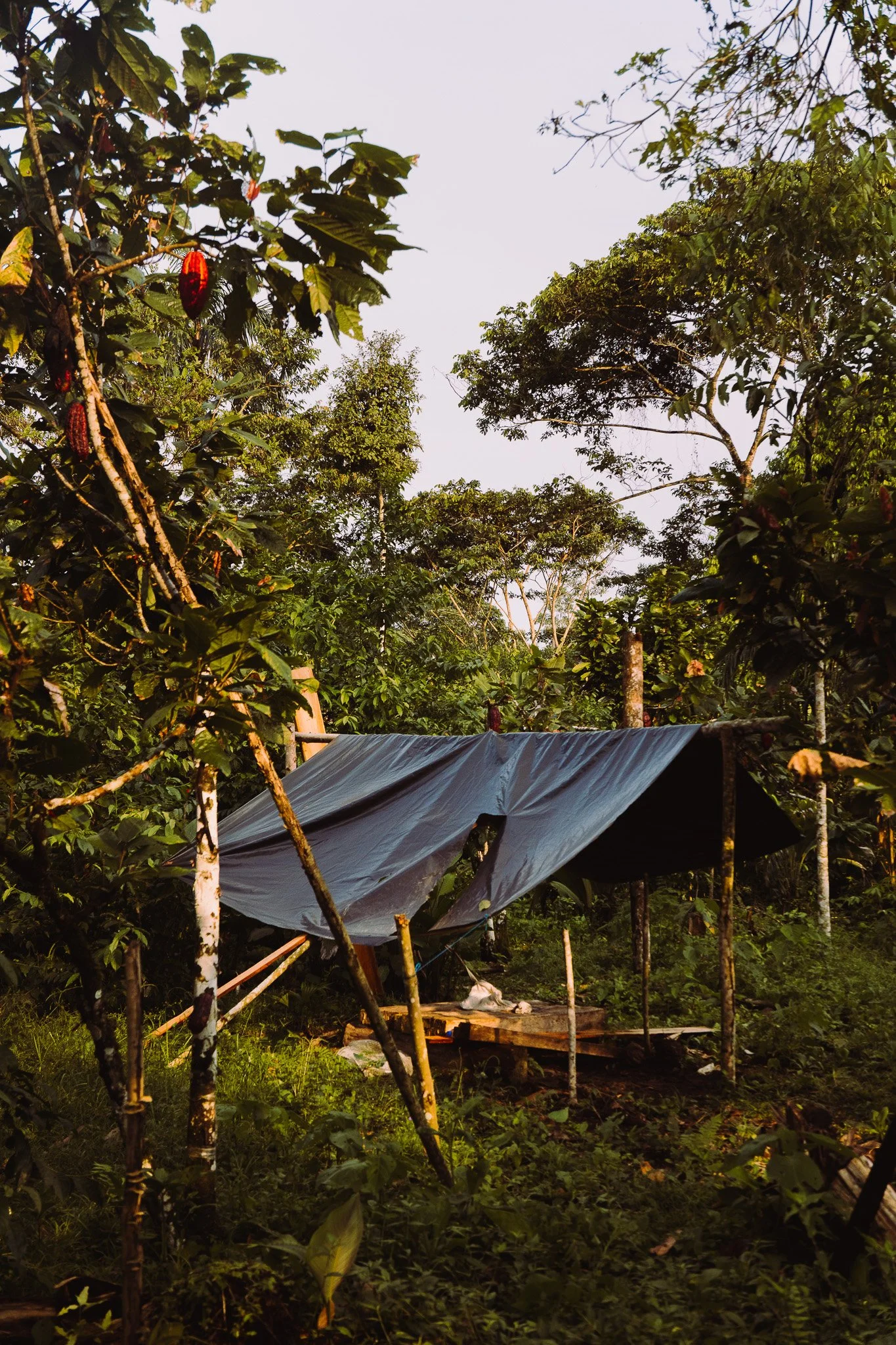 A scene of dense green forest with tall trees and a makeshift shelter covered with a blue tarp.