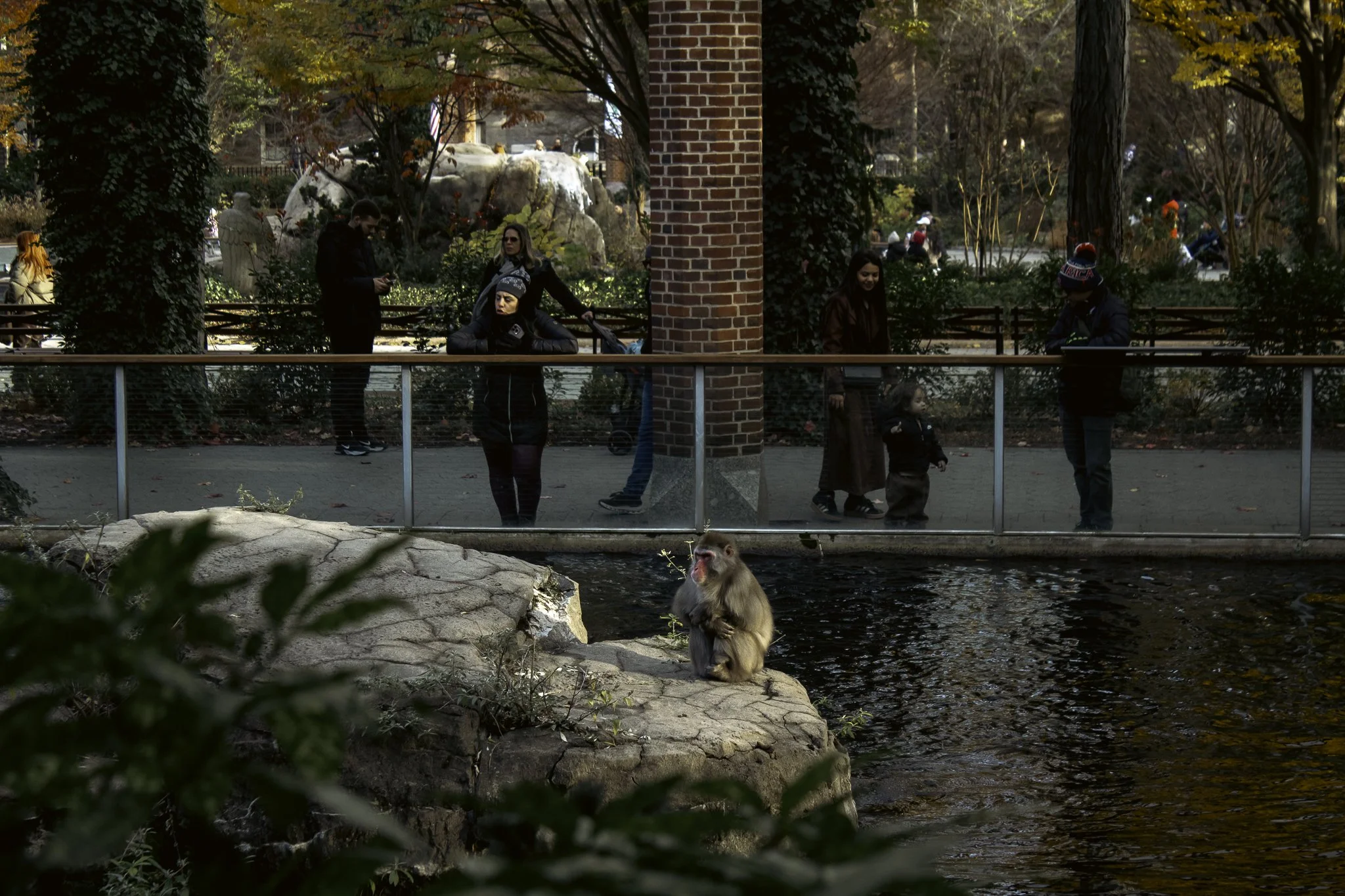 People standing near a railing by a creek in a park with autumn trees, rocks, and a monkey sitting on a rock in the water.