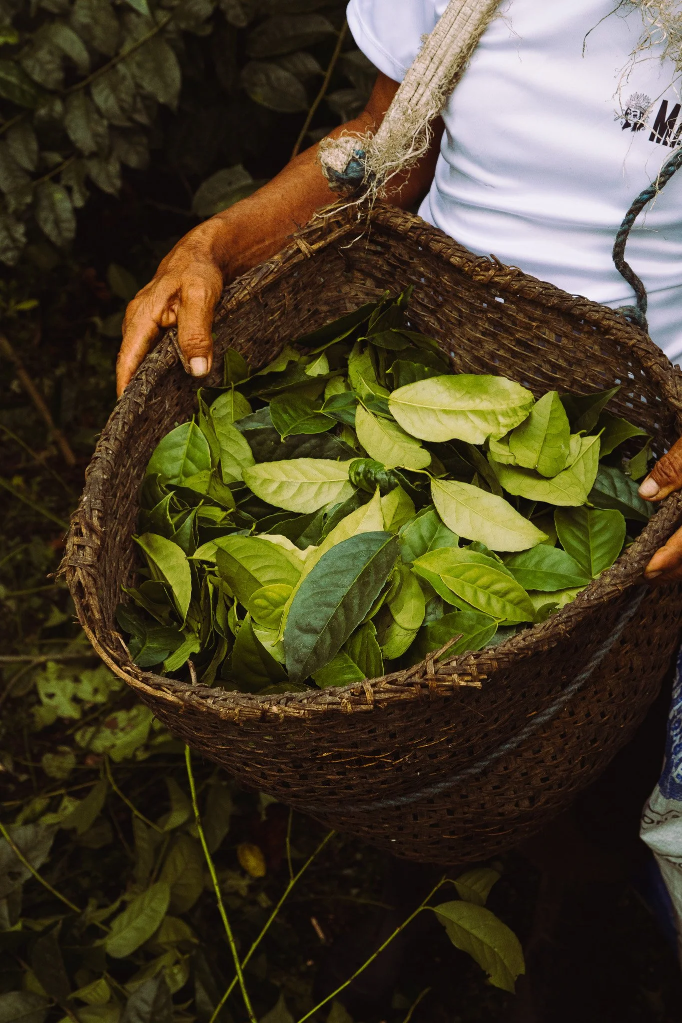 Close-up of a person's hand holding a woven basket filled with green leaves, with additional leaves and plants visible in the background.
