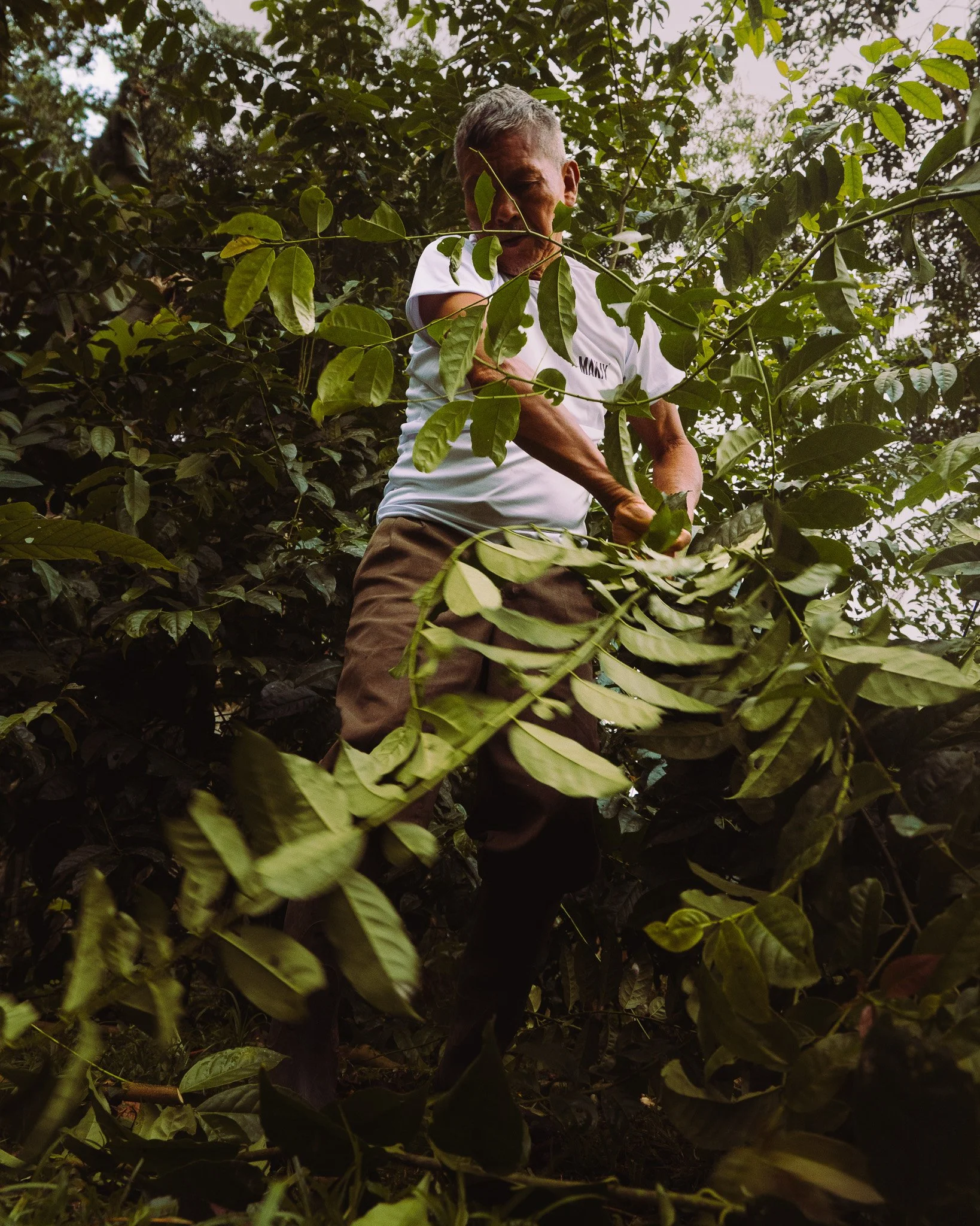 A man with short gray hair, wearing a white T-shirt and brown pants, is working in a dense coffee plantation surrounded by green foliage. He appears to be harvesting or pruning coffee plants.