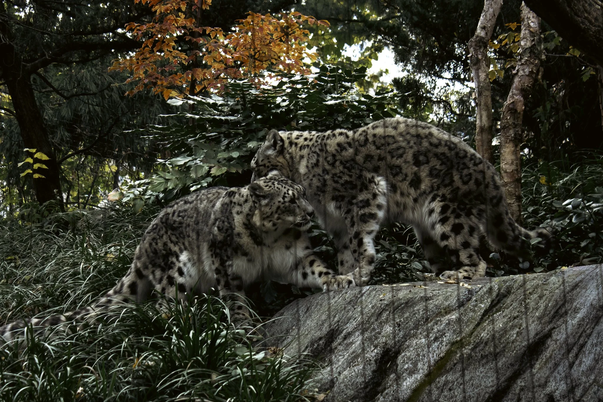 Two snow leopards in a forested area with green foliage and red and orange autumn leaves.