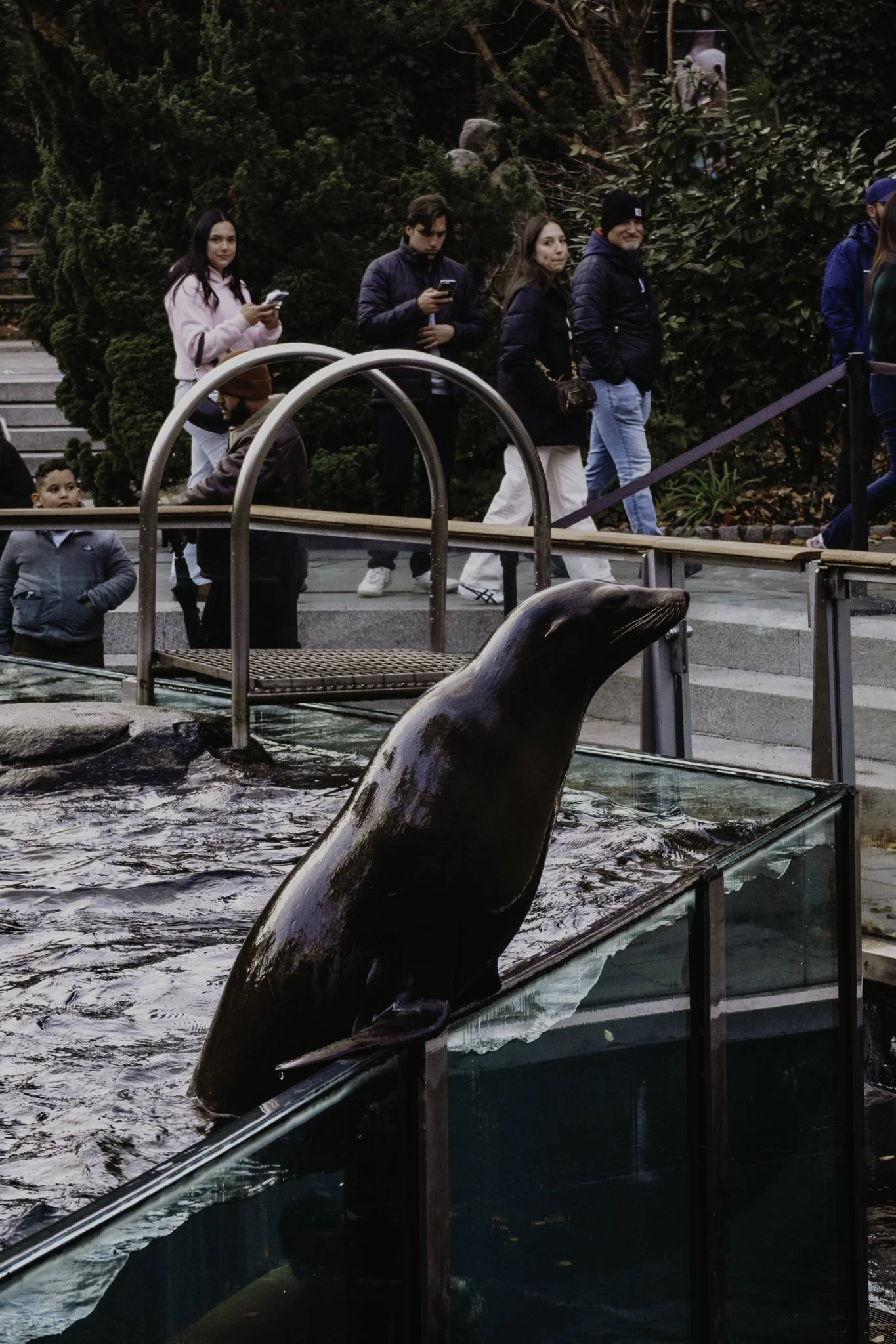 A group of people standing outside near a water enclosure with a sea lion in the foreground, with lush green foliage in the background.