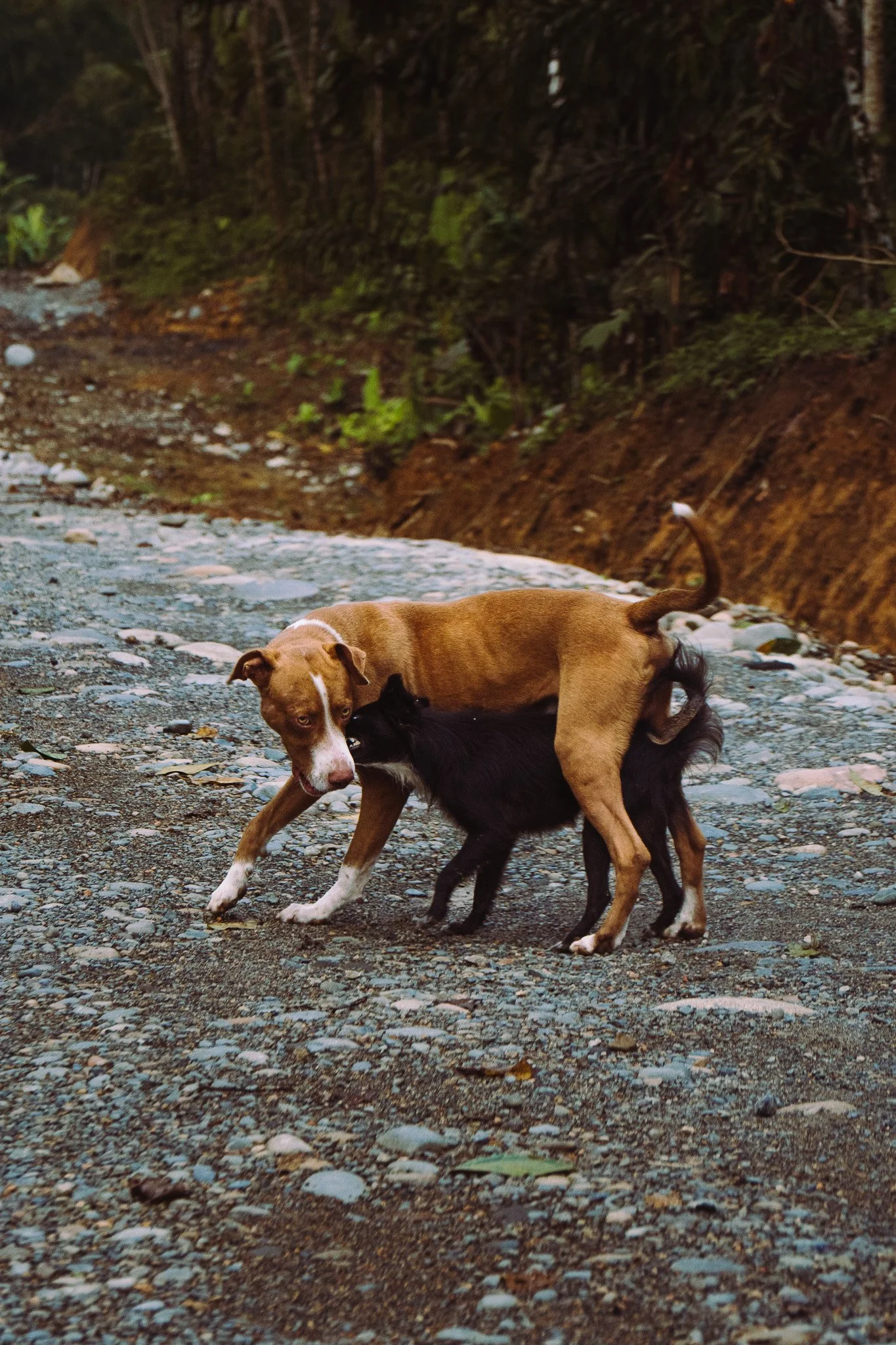 Two dogs playing on a rocky outdoor trail, one tan and white and the other black, in a wooded area with trees and foliage.