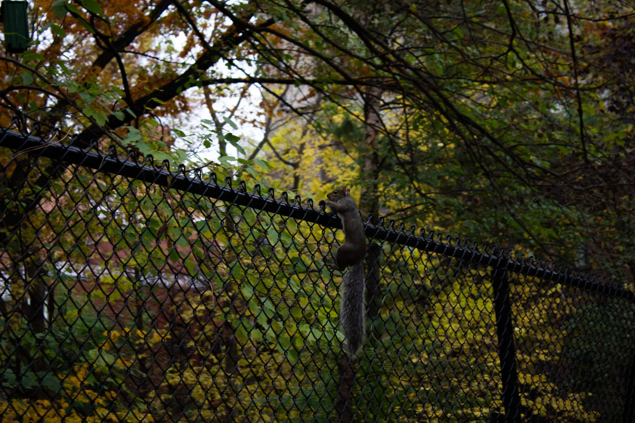 A squirrel clinging to a chain-link fence in a wooded area during autumn, surrounded by fall-colored foliage.
