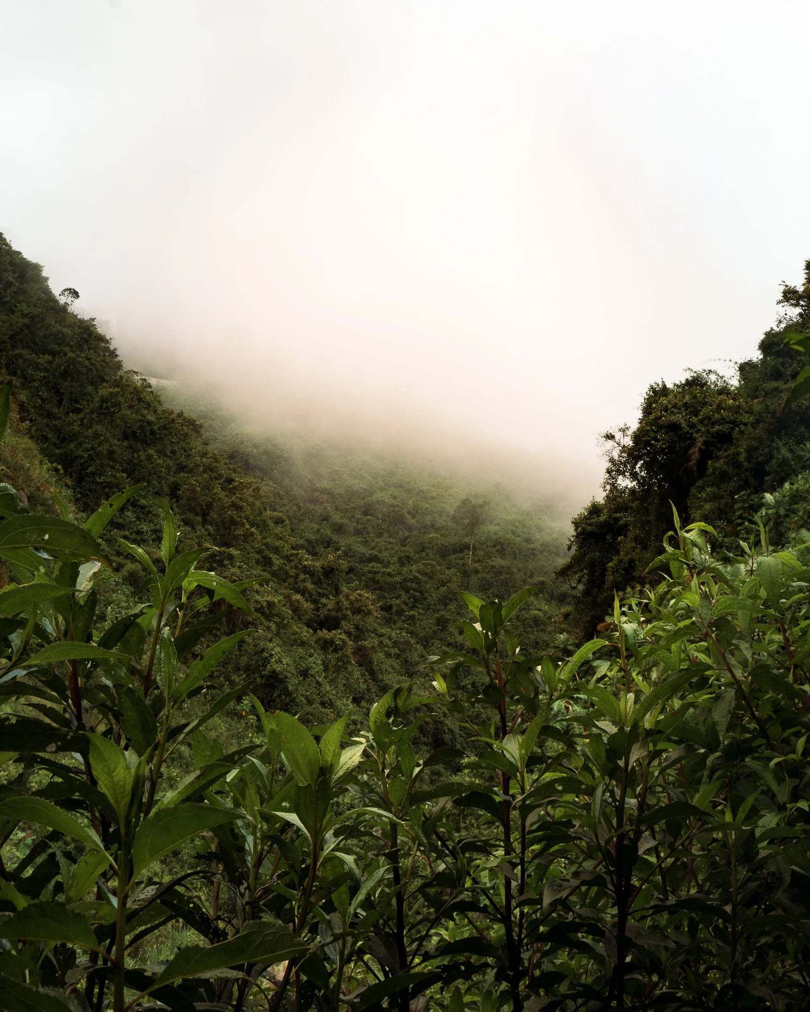 View of lush green forested hills with dense foliage, partially shrouded in fog, under an overcast sky.