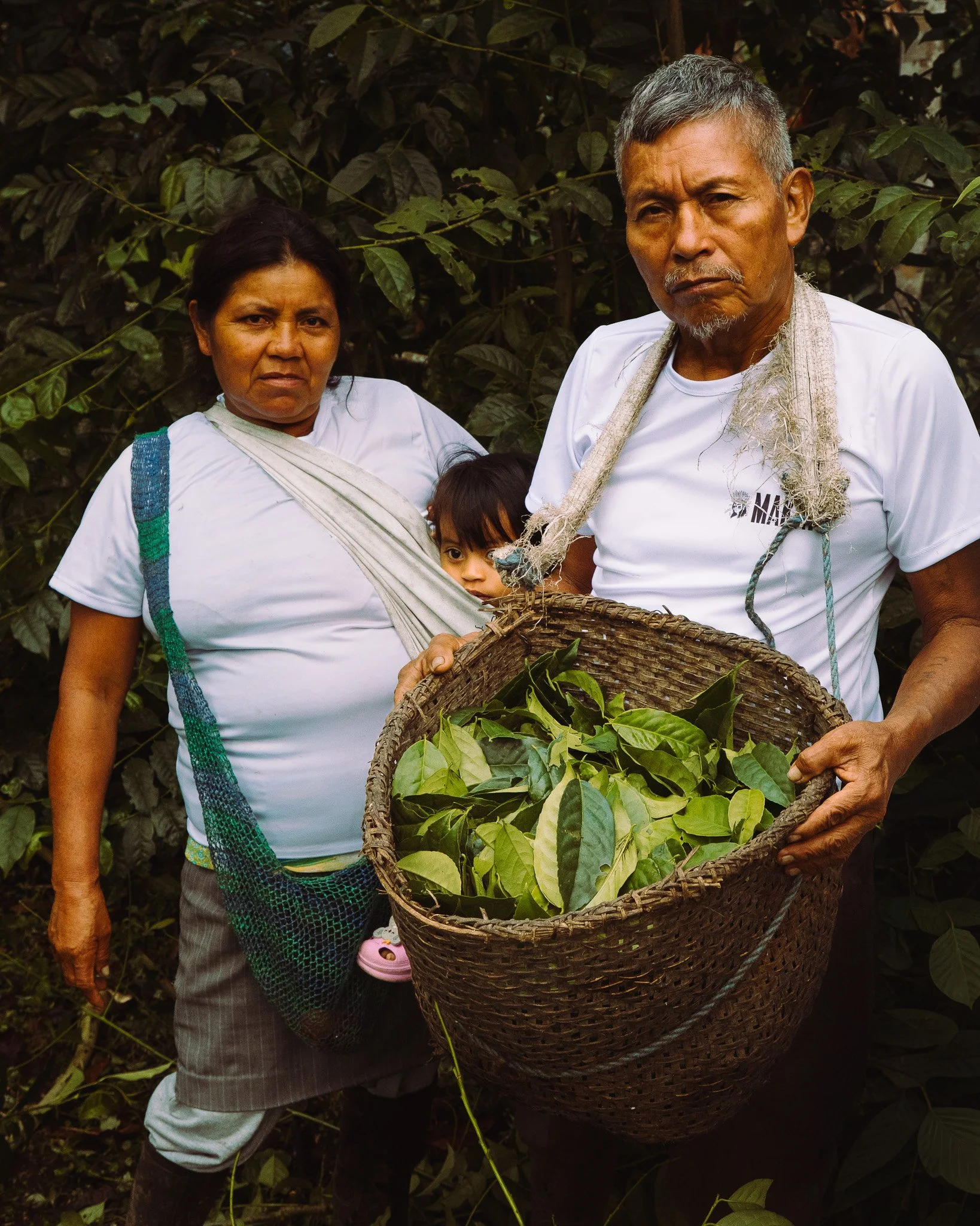 An elderly man and woman with a young girl in a dark green leafy environment, holding a large woven basket filled with green leaves. The man has gray hair, a mustache, and beard, wearing a white shirt. The woman has dark hair, and the girl has dark h