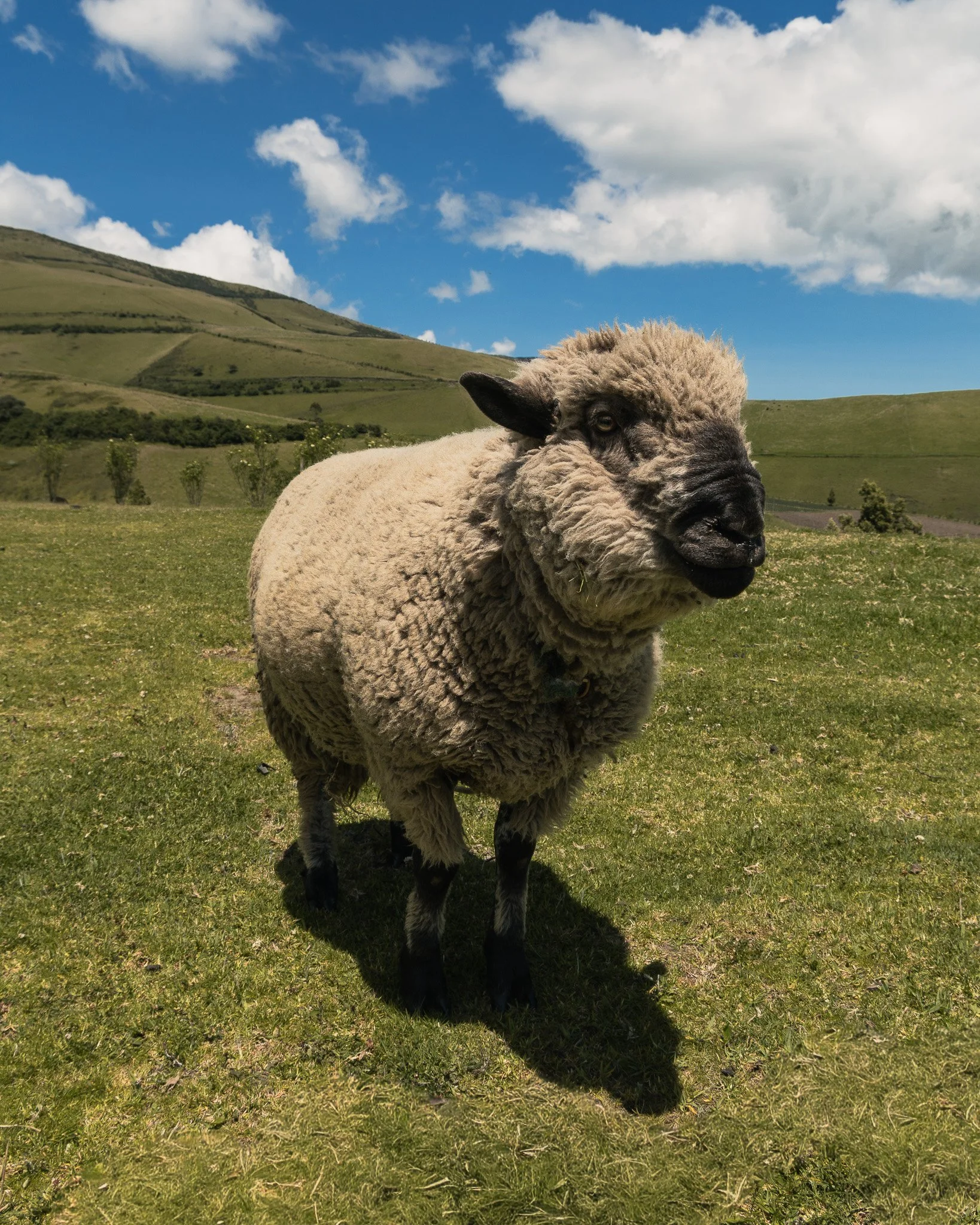 A fluffy white sheep with black face and legs standing on green grass in a hilly landscape, under a blue sky with scattered clouds.