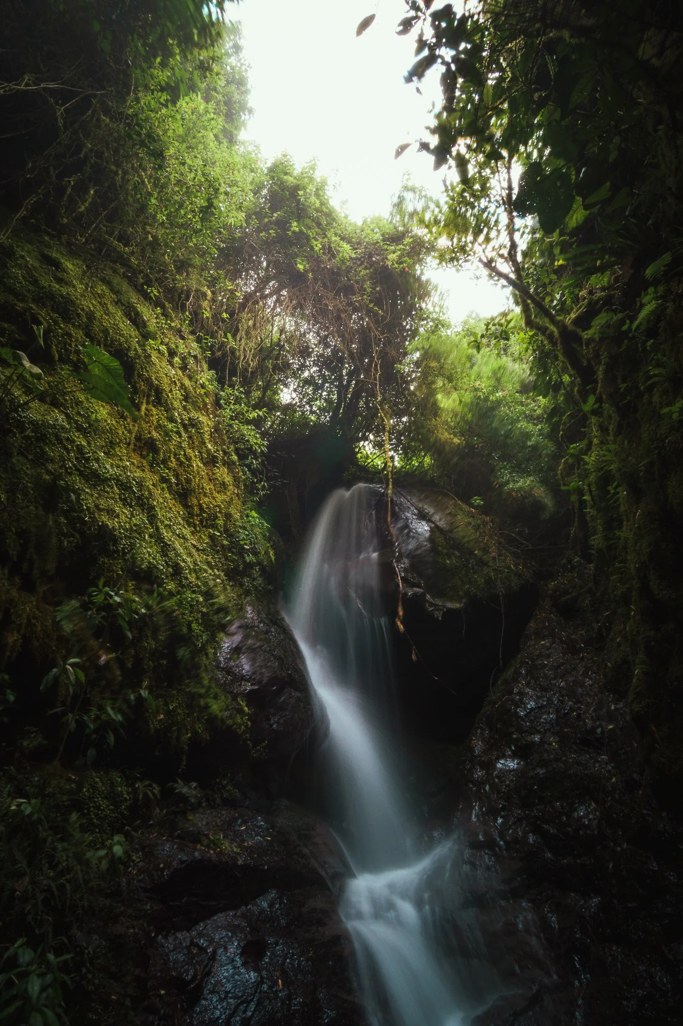 A small waterfall flowing through a lush green forest with moss-covered rocks and dense foliage.