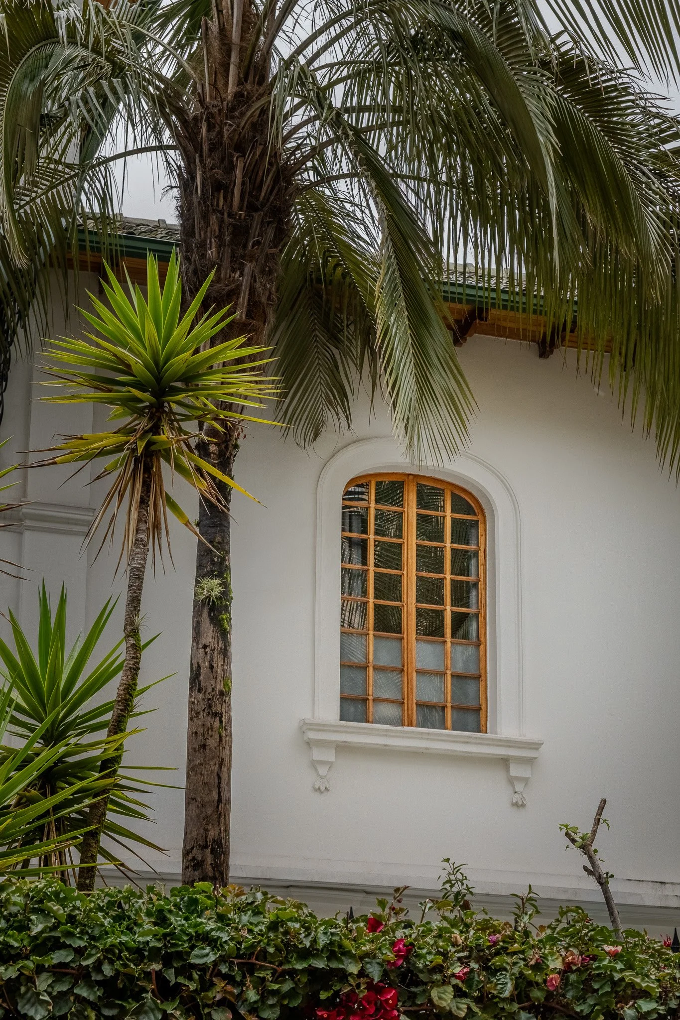 A house with a large window and a decorative white exterior, partially obscured by tall palm trees and lush green plants, including a bush with pink flowers in the foreground.