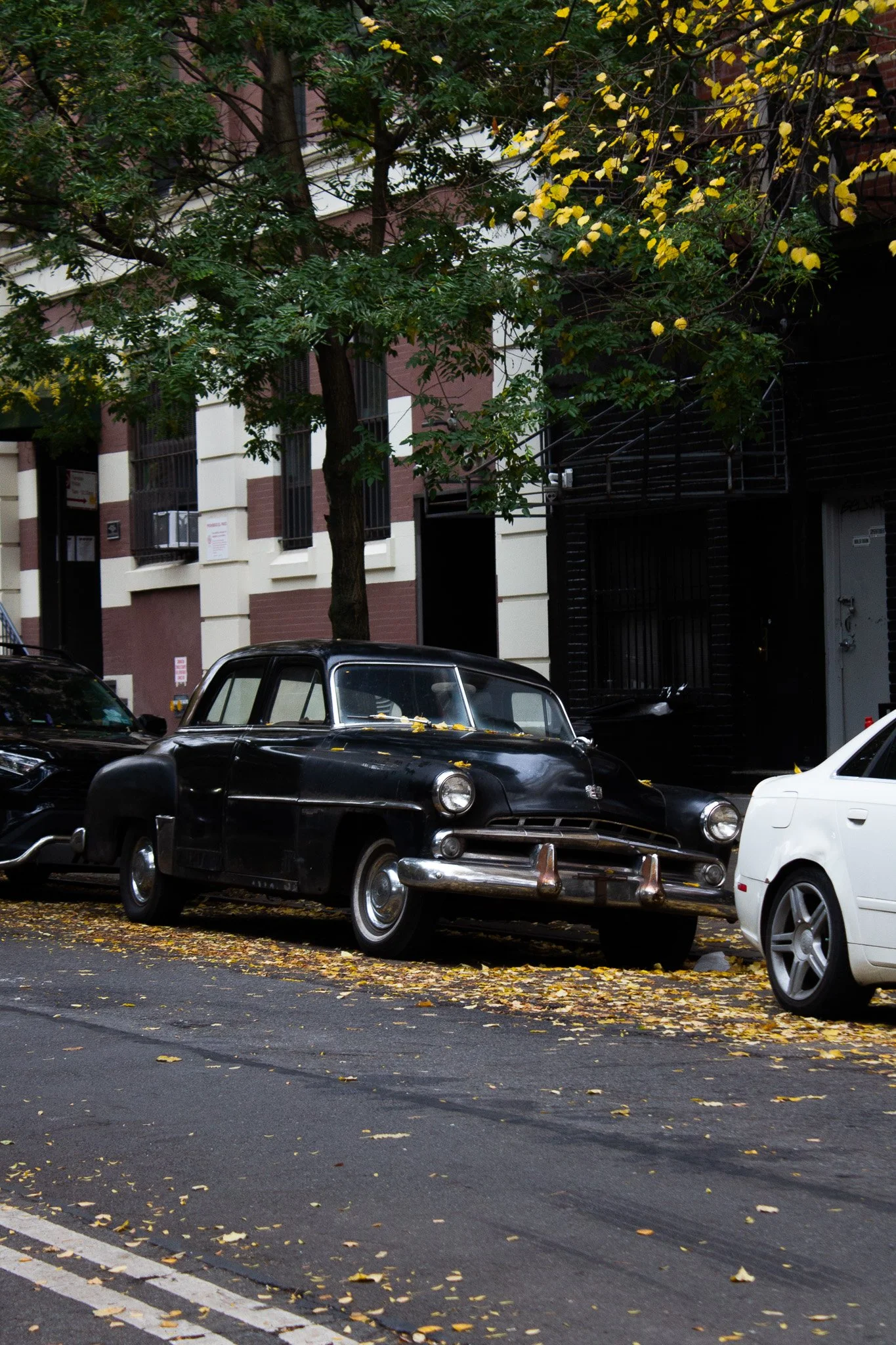 An old black vintage car parked on a city street alongside modern cars, with yellow fallen leaves on the ground and yellow flowers on the trees.