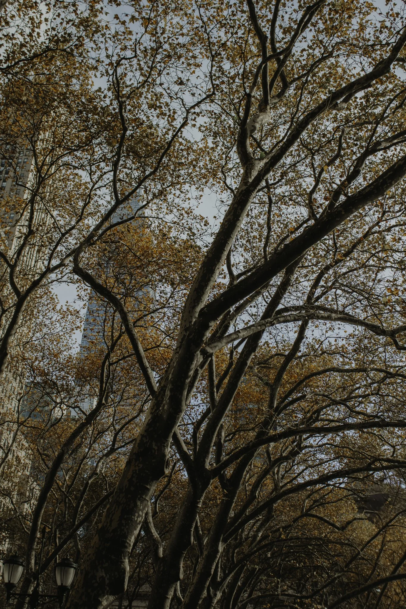 Tall trees with brown leaves and multiple branches as seen from below, with a clear blue sky and part of a building in the background.