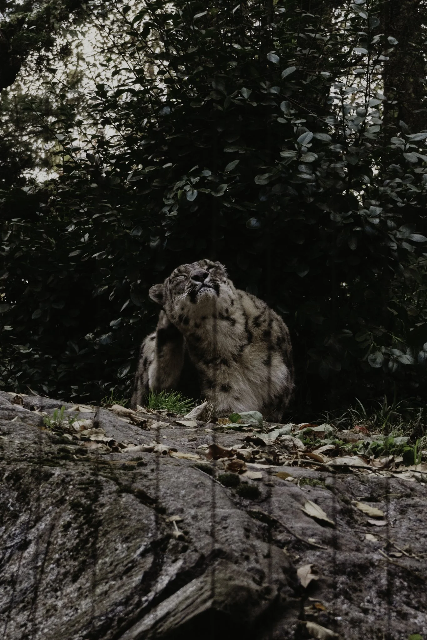 A young tiger cub sitting on the ground near a large fallen tree in a natural outdoor setting, with lush green foliage in the background.