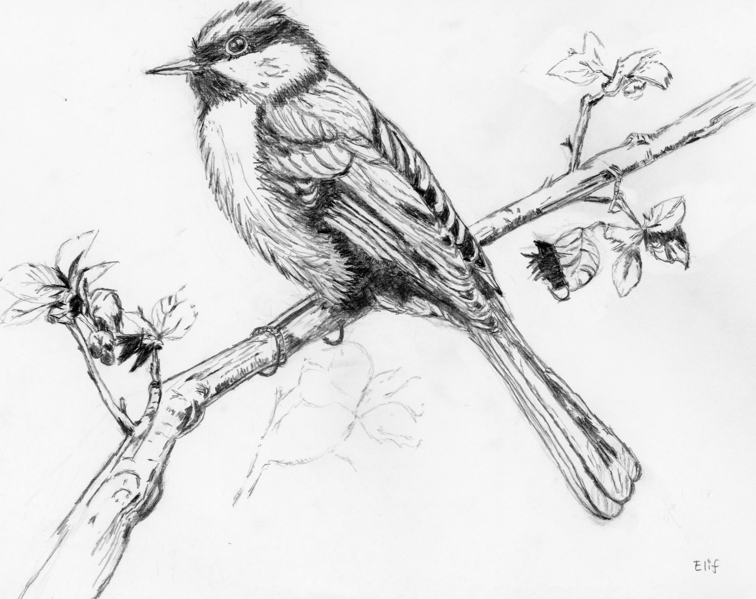 House Finch (From my earlier drawings)