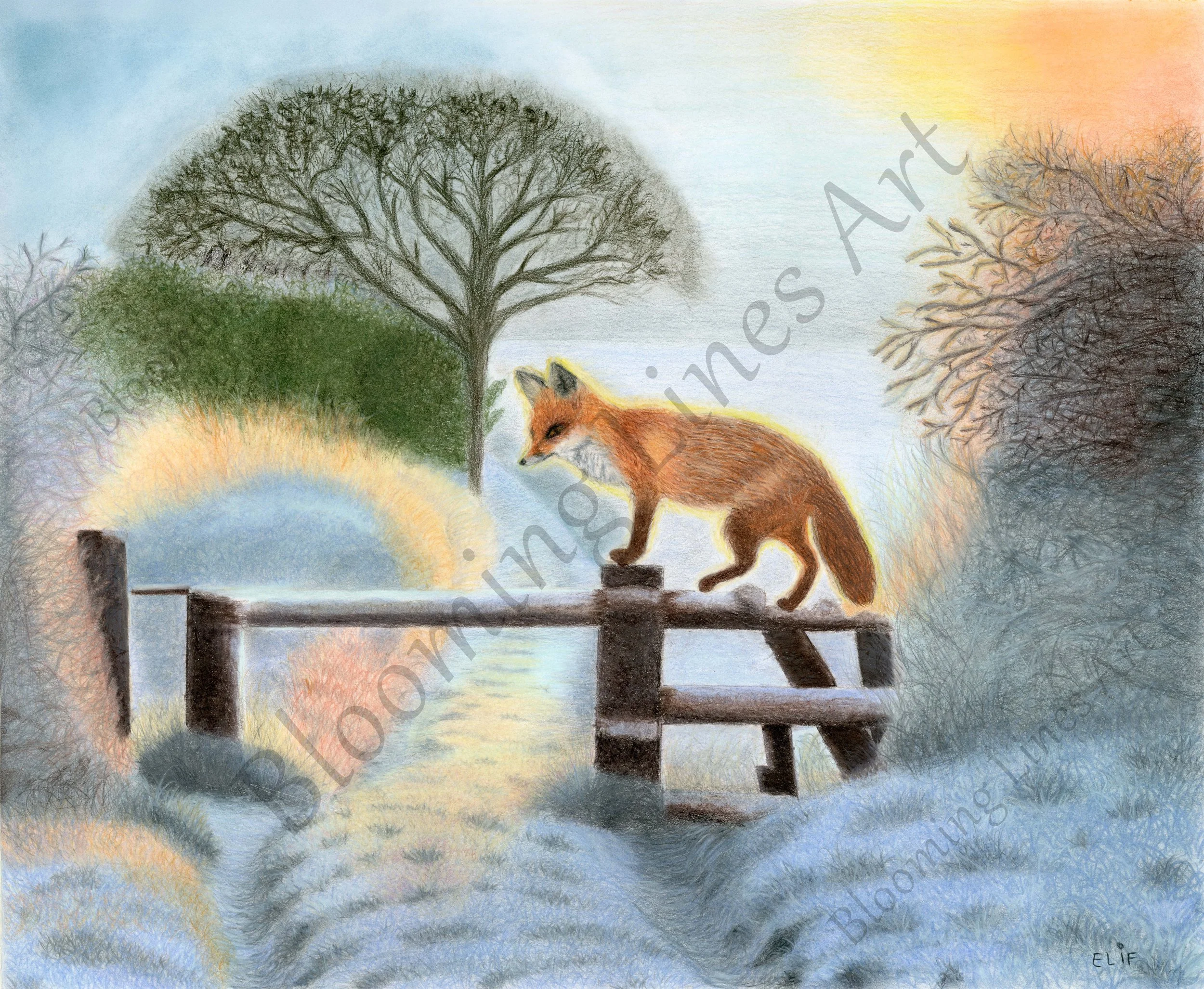 Winter Fox