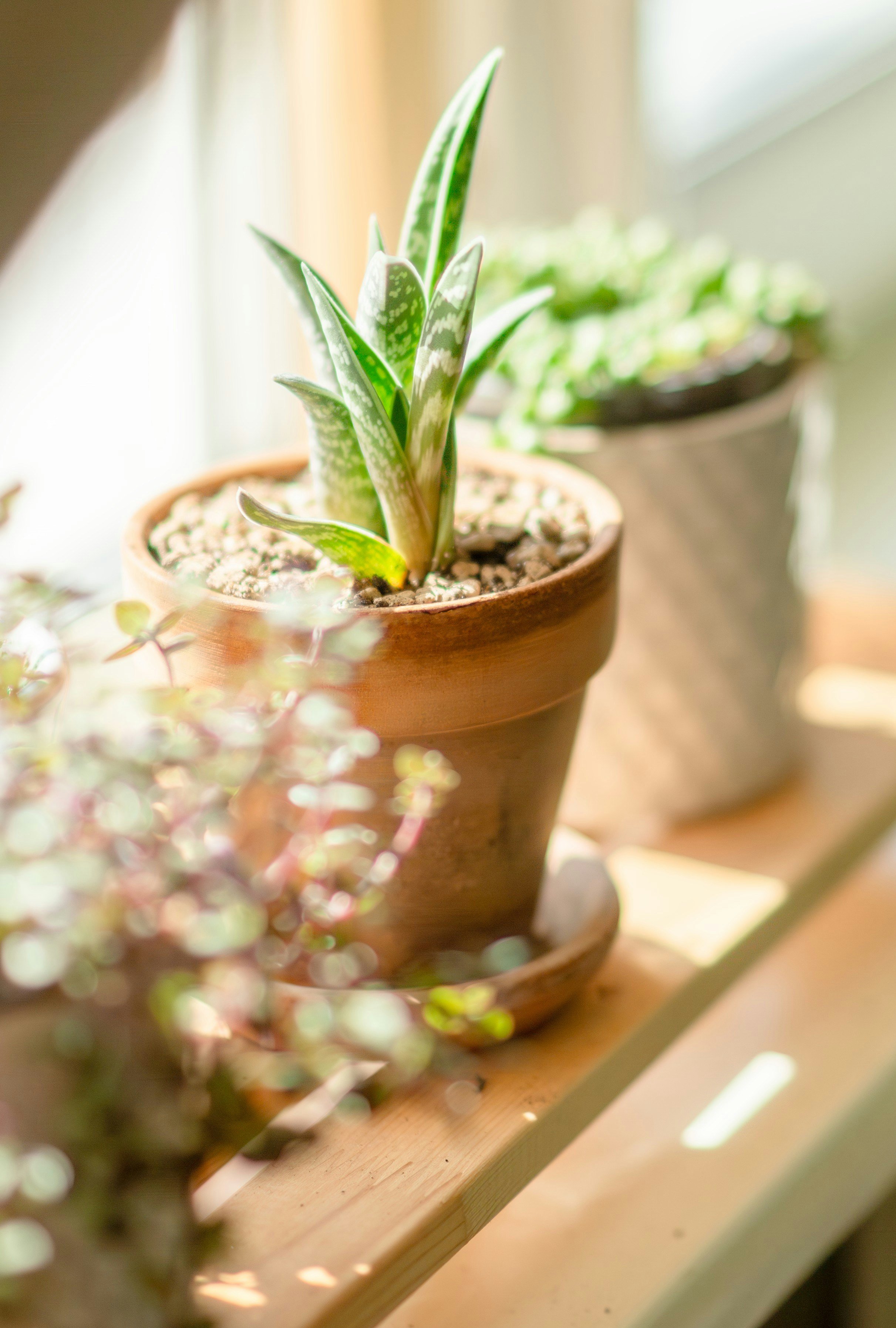 Close-up of a potted succulent plant with green leaves patterned with white, placed on a wooden shelf near sunlight.