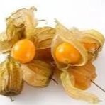 capegooseberry.jpg
