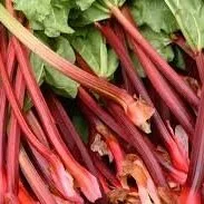 rhubarb.jpg