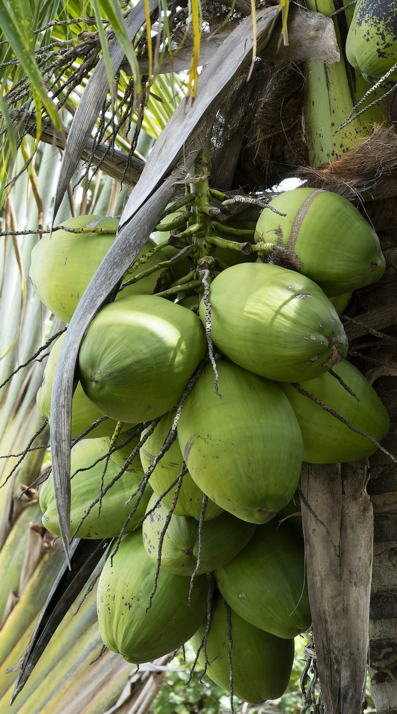 A bunch of green coconuts hanging from a palm tree.