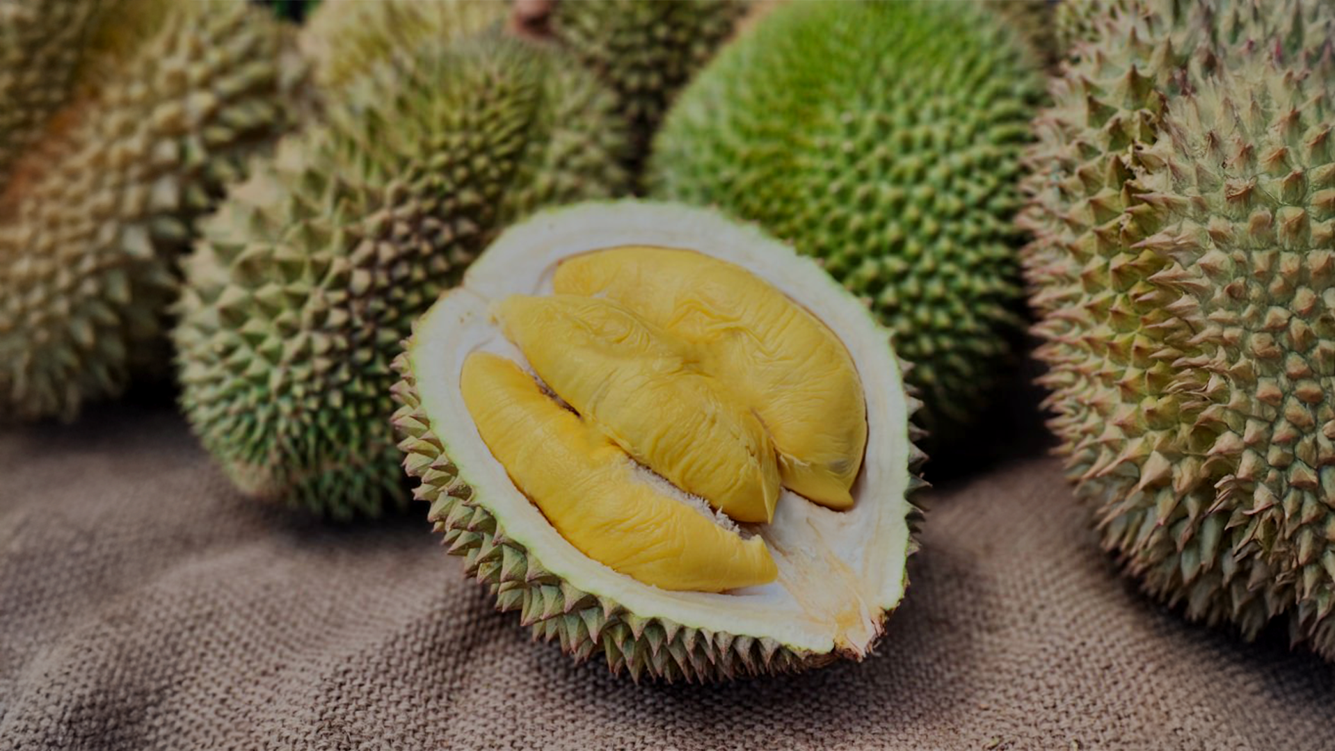 A close-up of fresh durian fruit with some opened to reveal the yellow flesh inside, surrounded by whole durians on a textured surface.