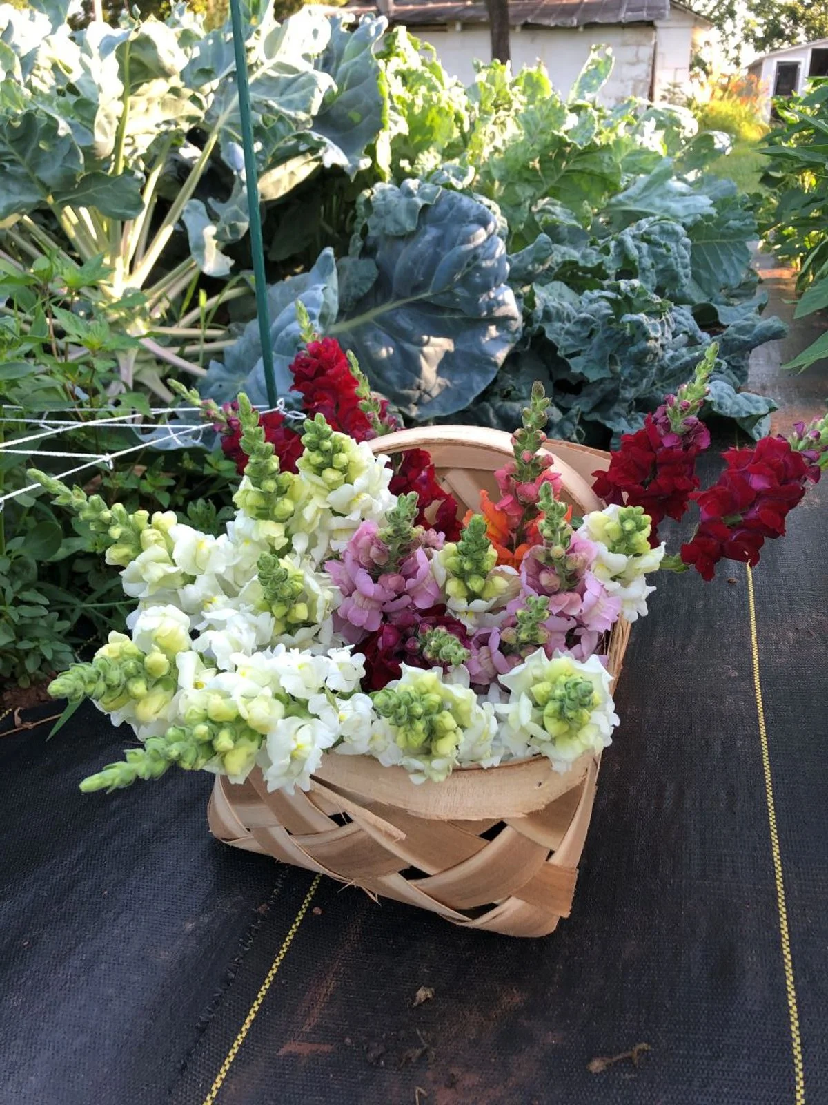A small wicker basket filled with multicolored snapdragon flowers sits on a black cloth in a garden. In the background, large green leafy plants, including kale, and other plants grow, with sunlight illuminating the scene.