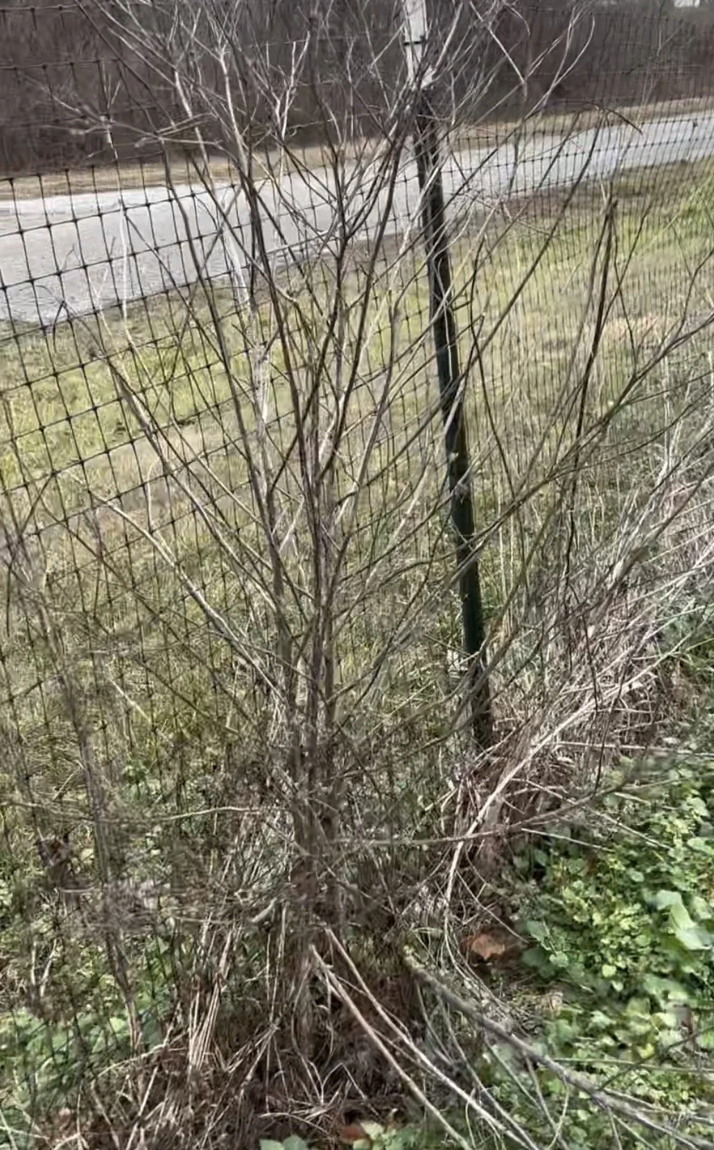 From the Farm: Tending the Rows edition