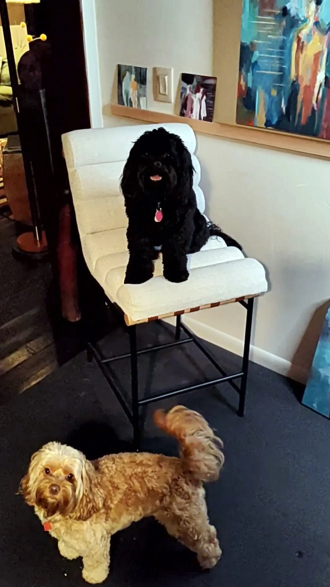 cockapoos napa valley, calistoga california studio dog doodle