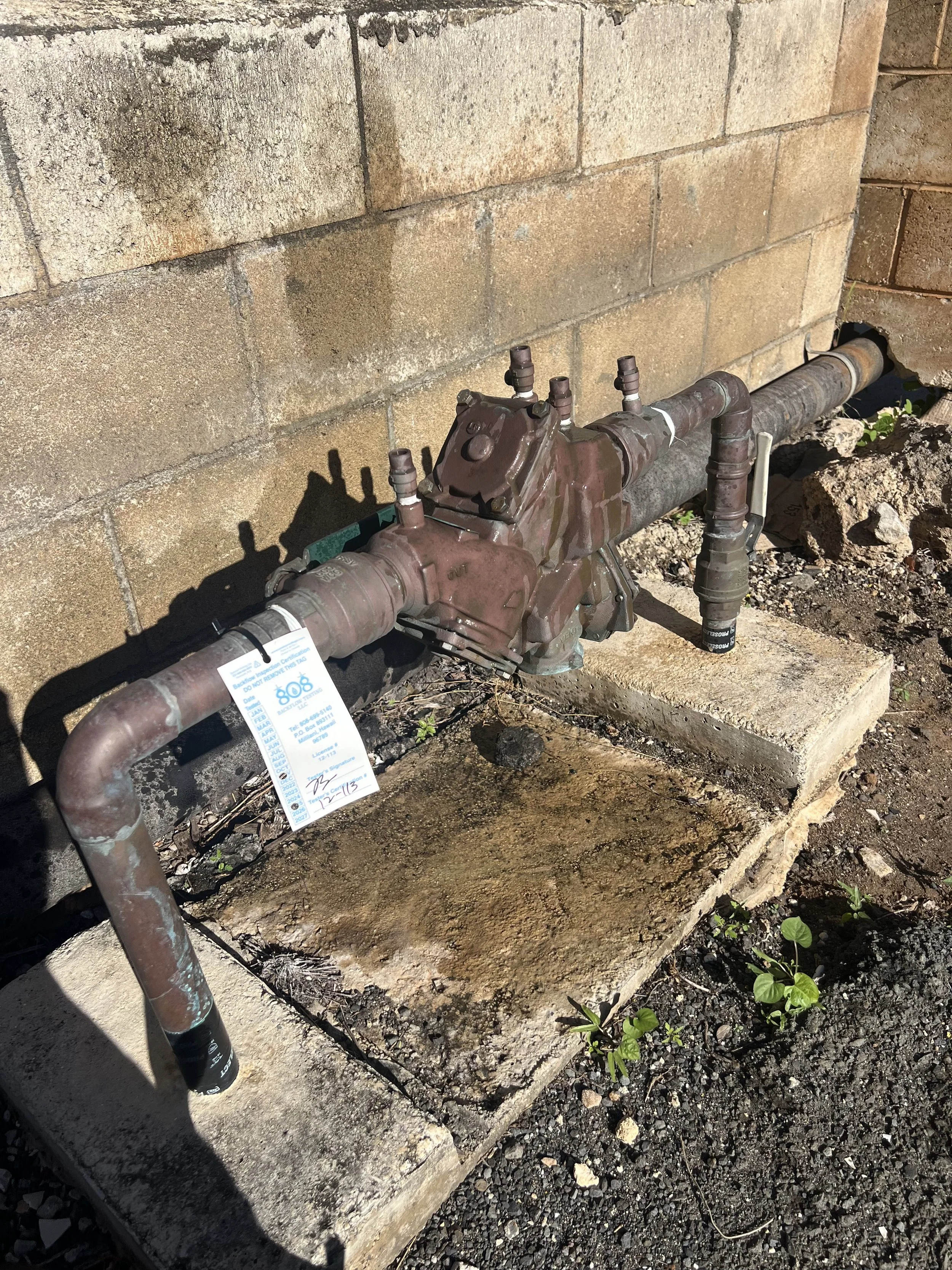 Outdoor backflow device with pipes mounted on a concrete slab against a brick wall, with small green plants growing nearby.
