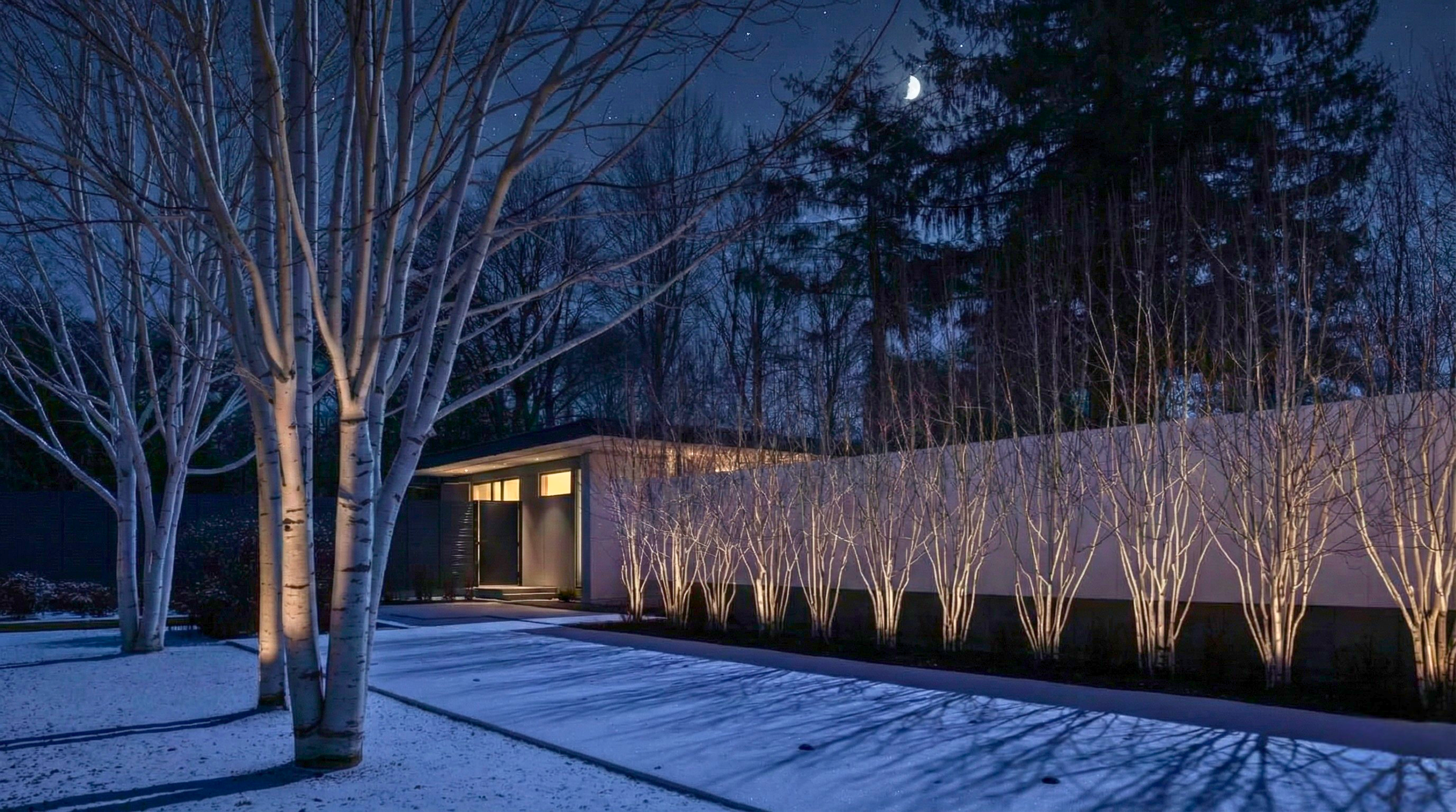 January Tree of the Month: Betula utilis var. jacquemontii