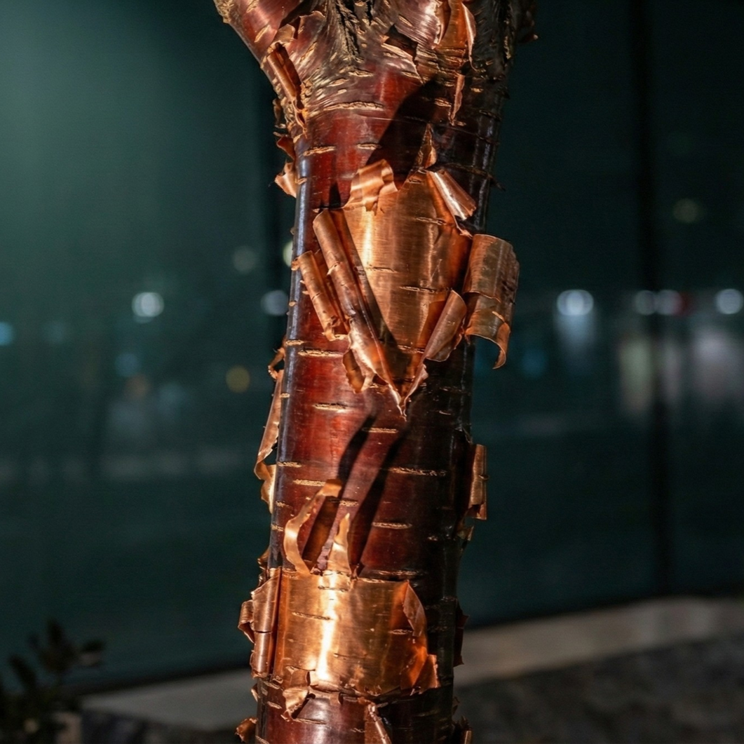 February Tree of the Month: The Tibetan Cherry (Prunus serrula)