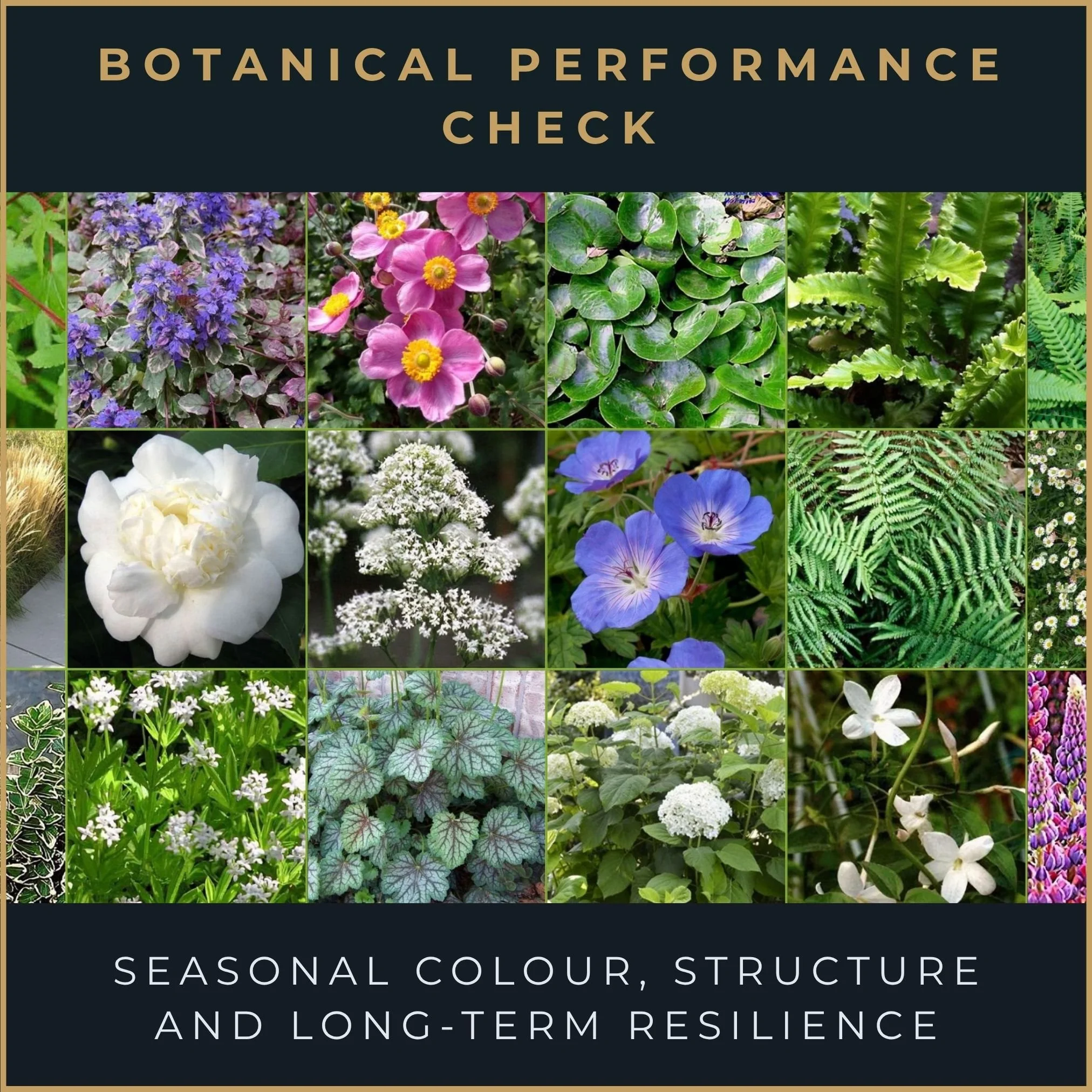 Drought_tolerant_garden_planting_palette_overlay.jpg