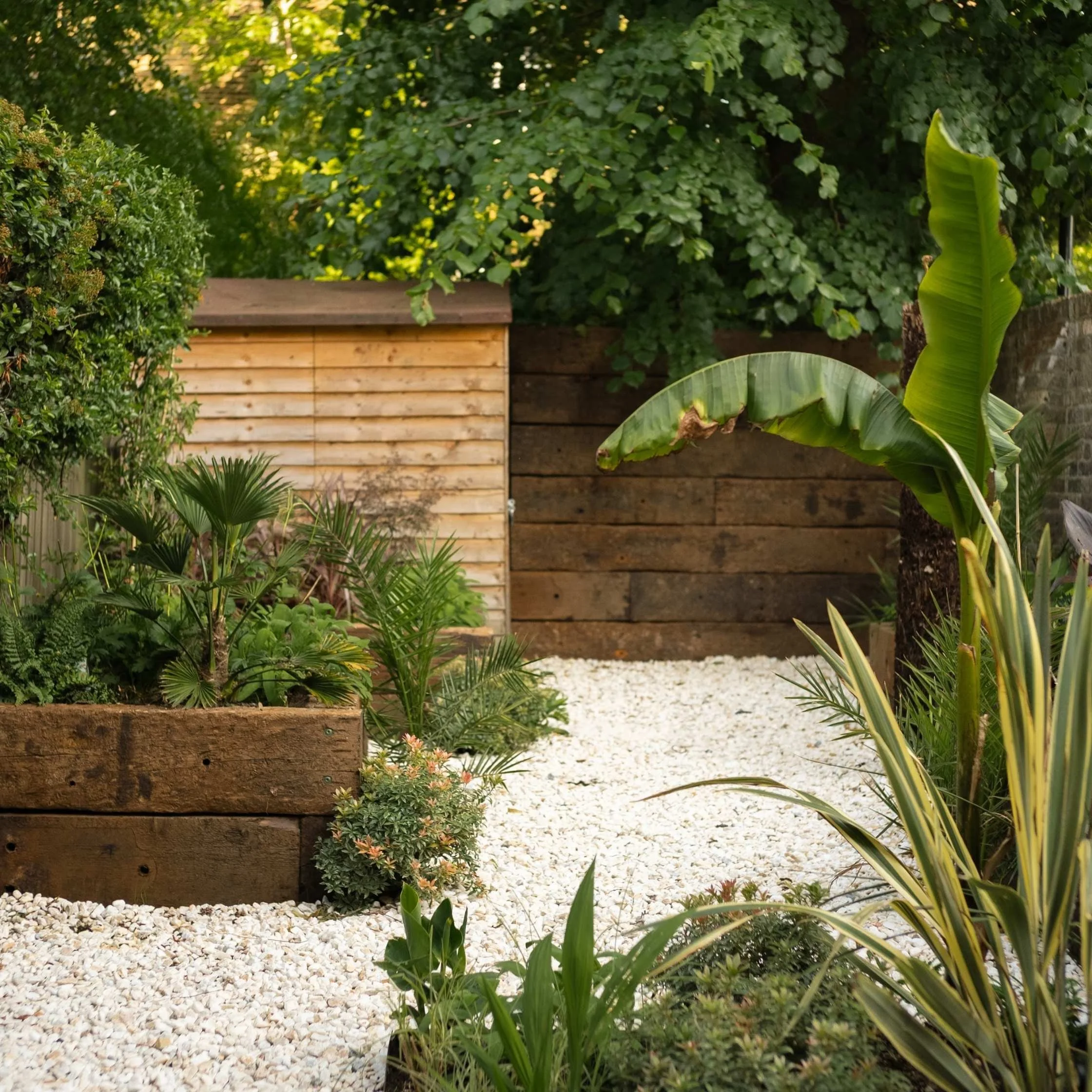 Small London courtyard garden designed with a tropical theme, featuring a large Musa basjoo (Hardy Banana), raised sleeper beds, and white gravel ground cover.