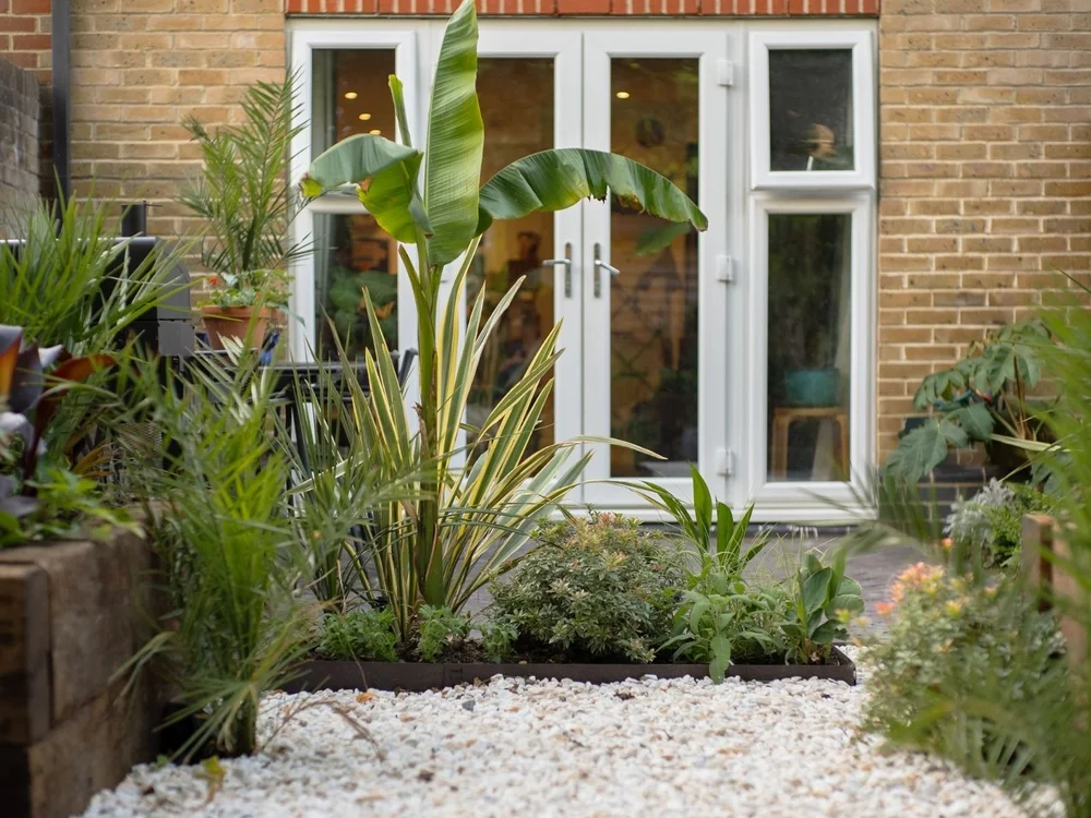Tropical planting design near house with banana plant and layered greenery in small garden