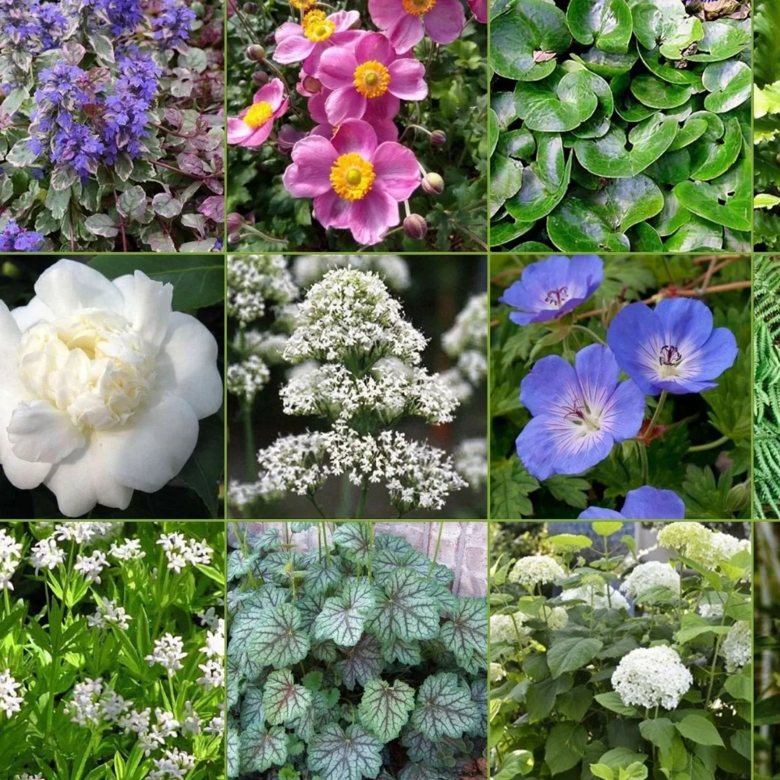 Modern cottage garden planting mood board featuring layered perennials, airy grasses and seasonal colour inspiration for a relaxed, romantic garden.