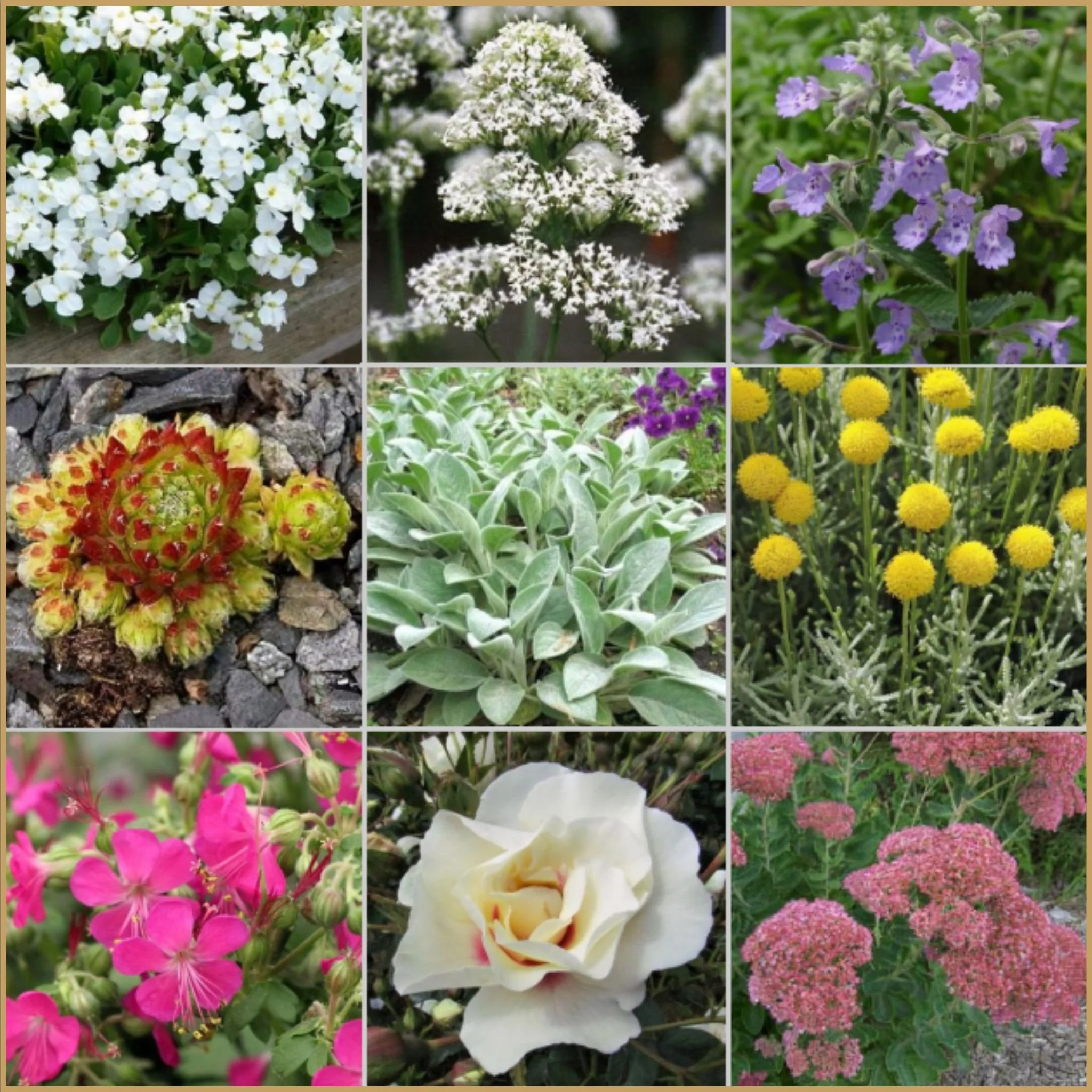 Drought tolerant garden planting palette for London clay soil featuring ornamental grasses.