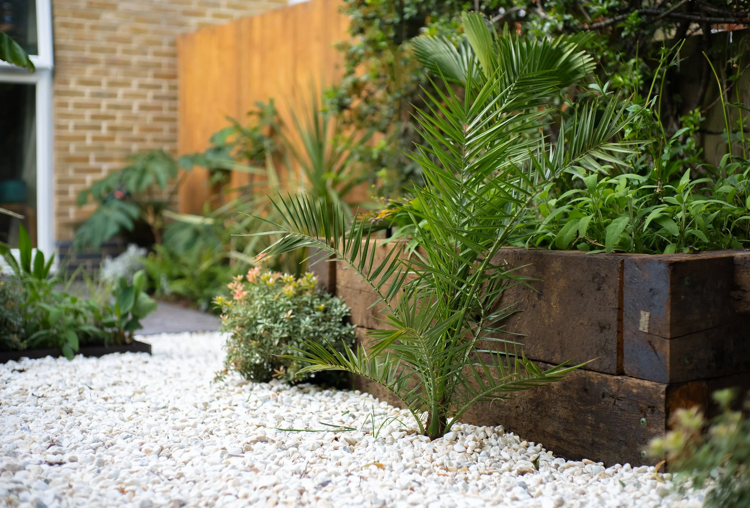 A young Phoenix canariensis palm planted in a rustic raised oak sleeper bed, surrounded by white gravel and fresh green foliage.