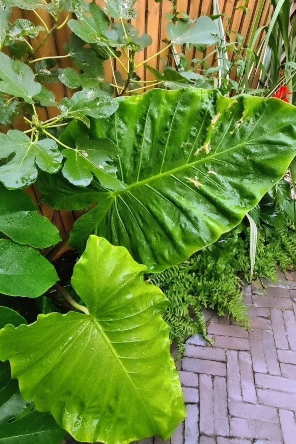 Large tropical leaves in garden planting design showing texture and foliage detail