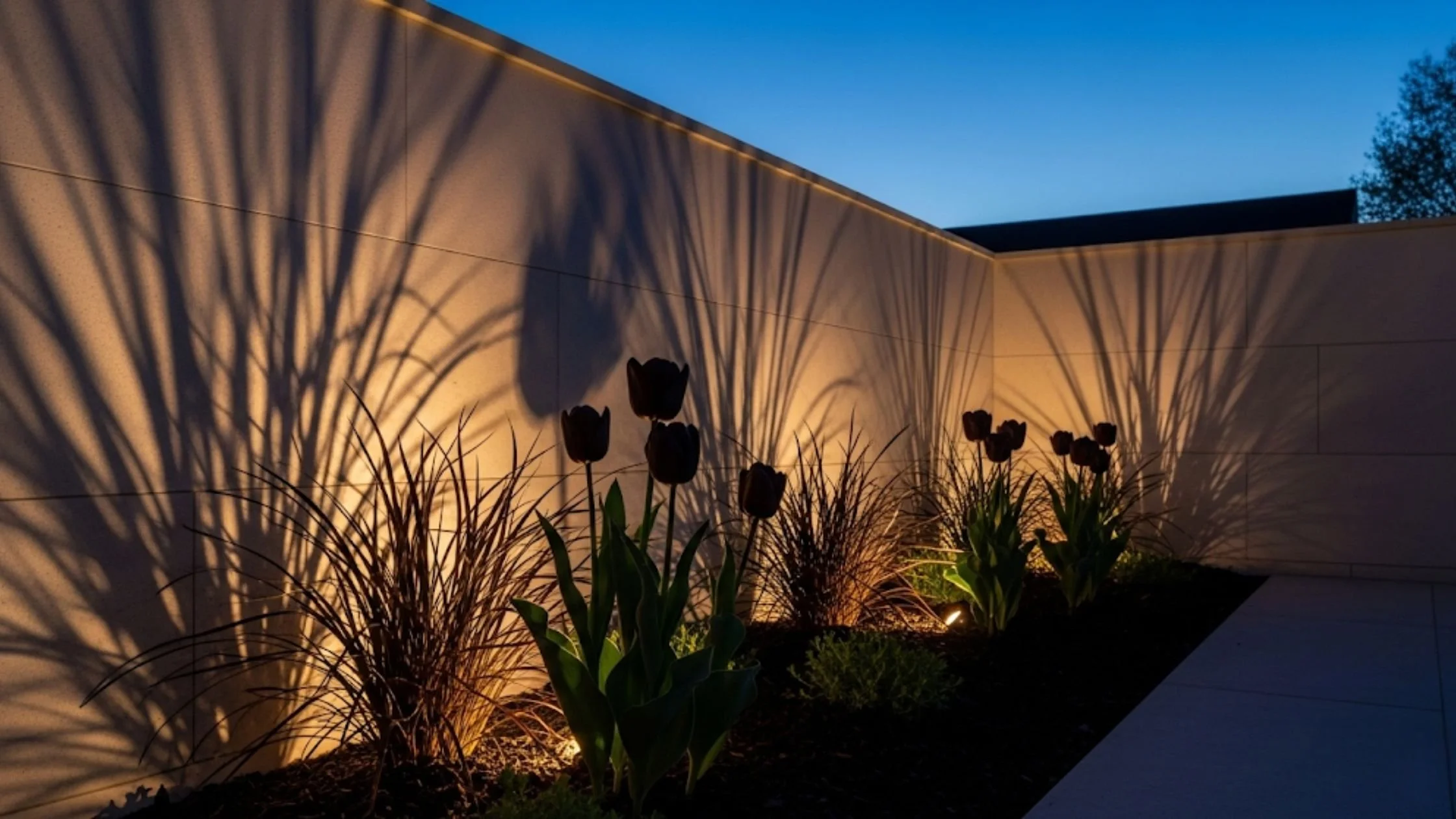 Alt-Text: Eye-level architectural render of a gothic garden at dusk with dark purple tulips and black mondo grass silhouetted against a glowing amber wall.