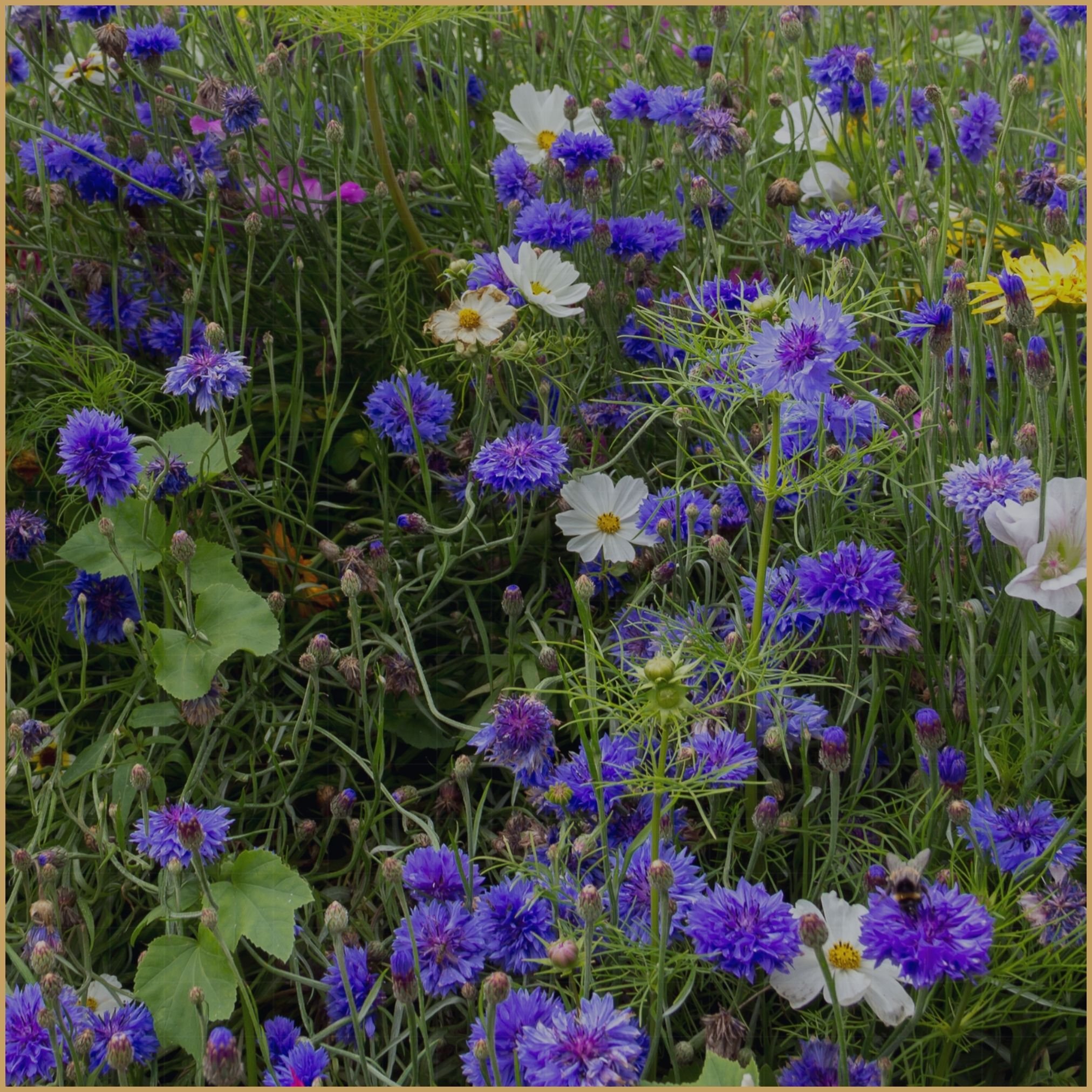 Detailed planting design showing layered garden planting groups arranged in structured clusters with controlled spacing and botanical zoning