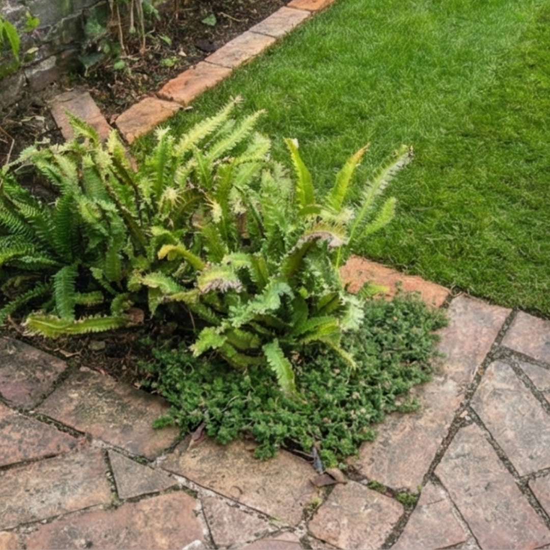 The finishing touches of a garden. Using groundcover and ferns to soften the transition between brickwork and lawn.