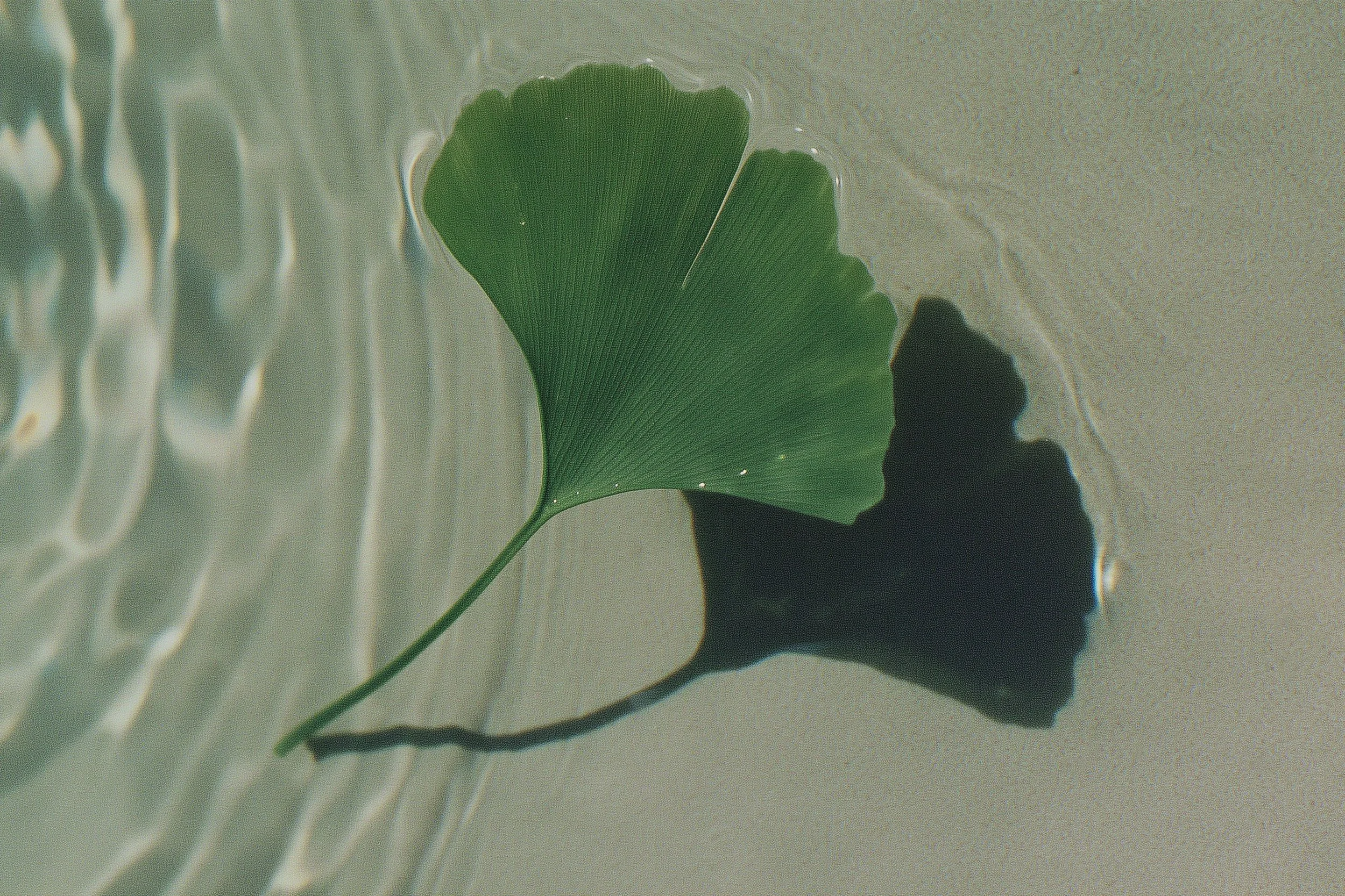 gingko-08-horz-1.jpg