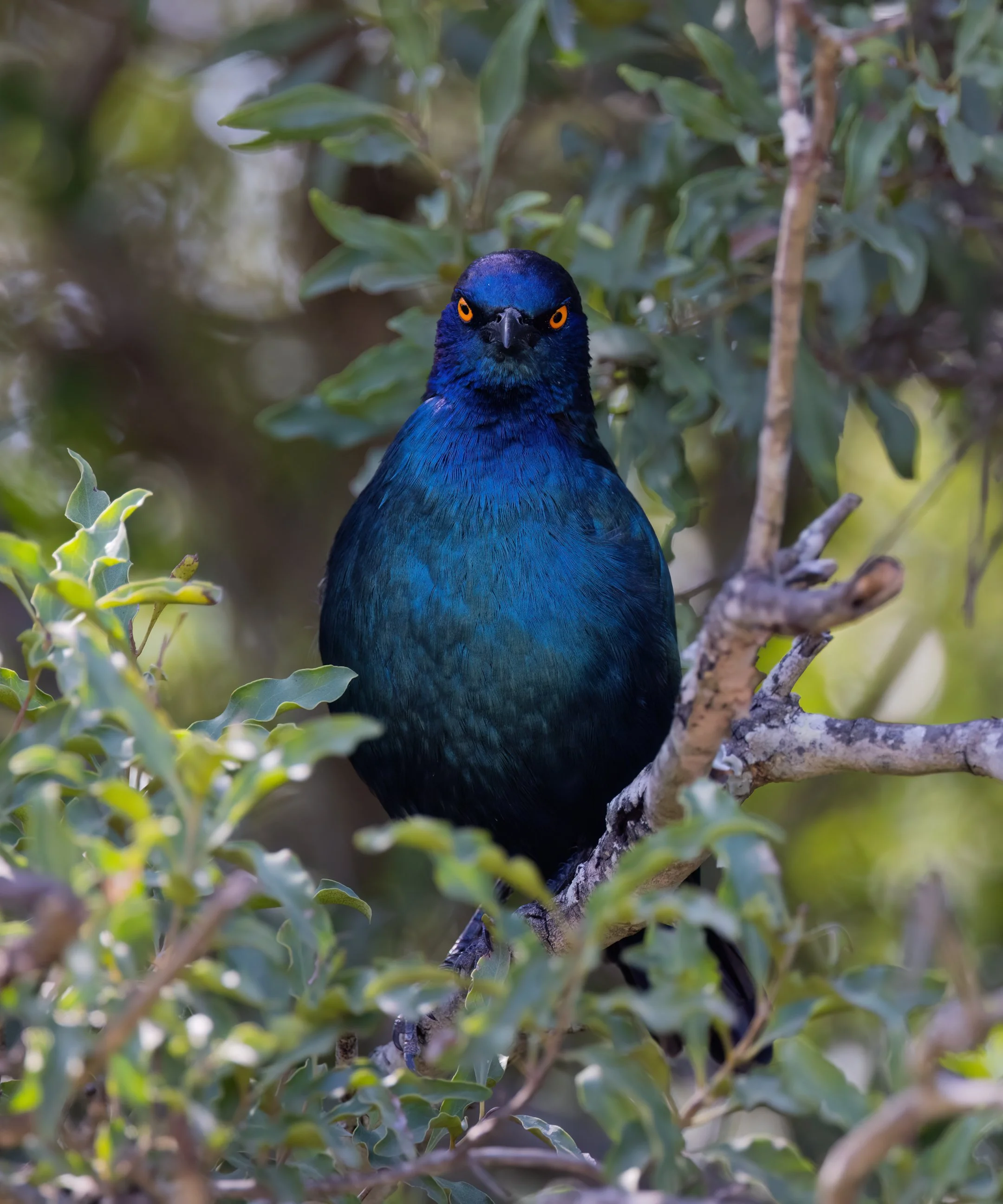 Kruger - Starling V.jpg