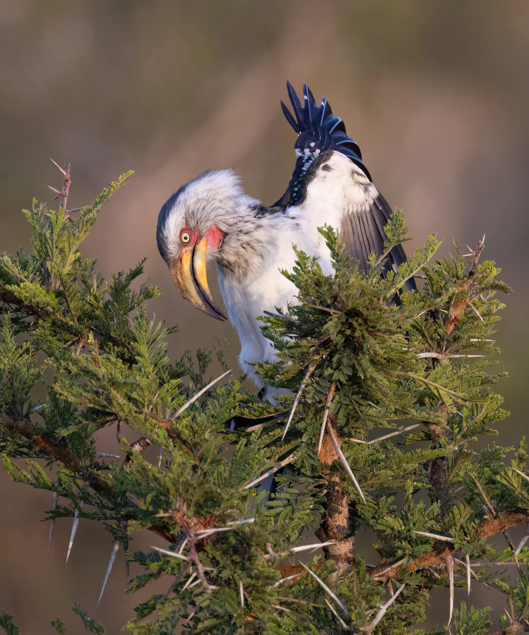 Kruger - Hornbill IV.jpg