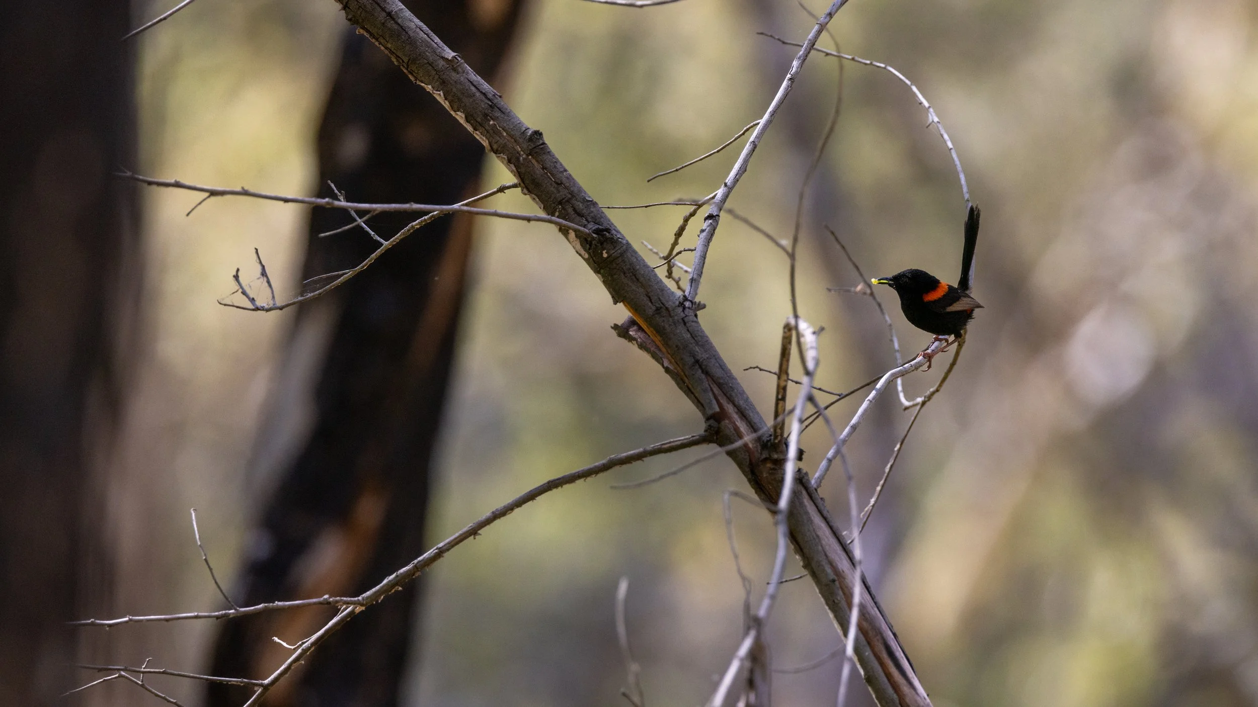 Brisbane Wren I.jpg
