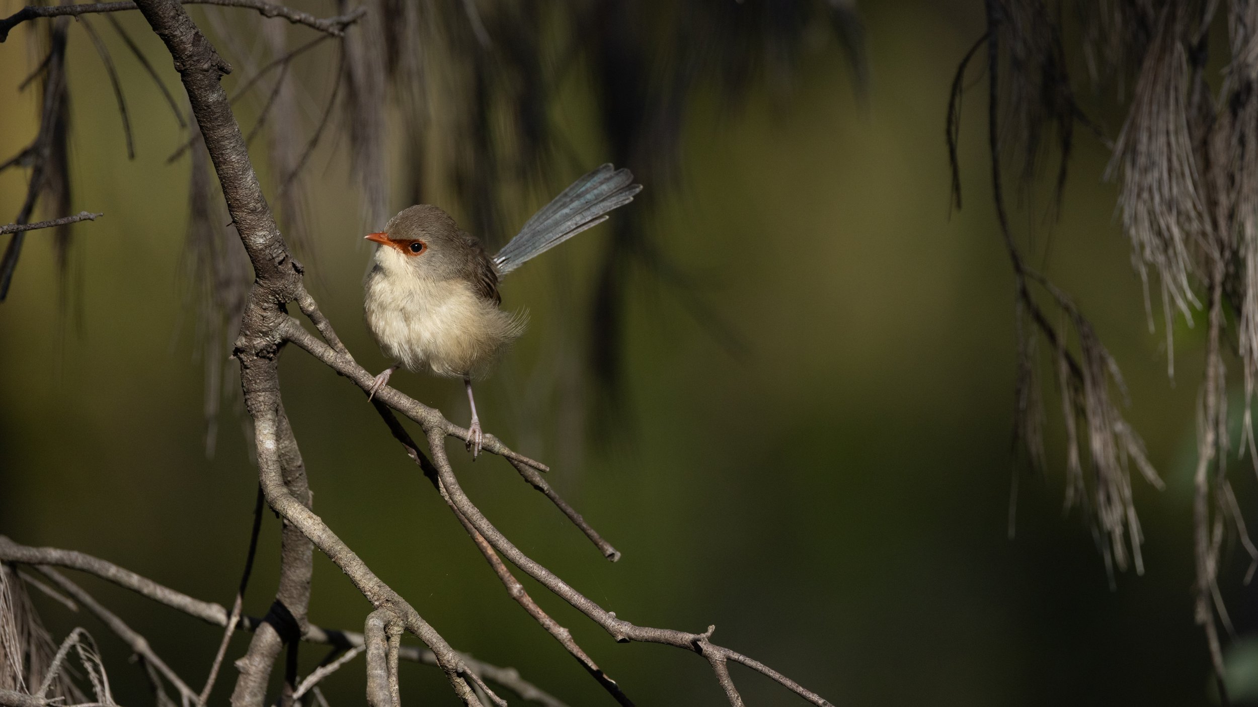 Brisbane Wren II.jpg