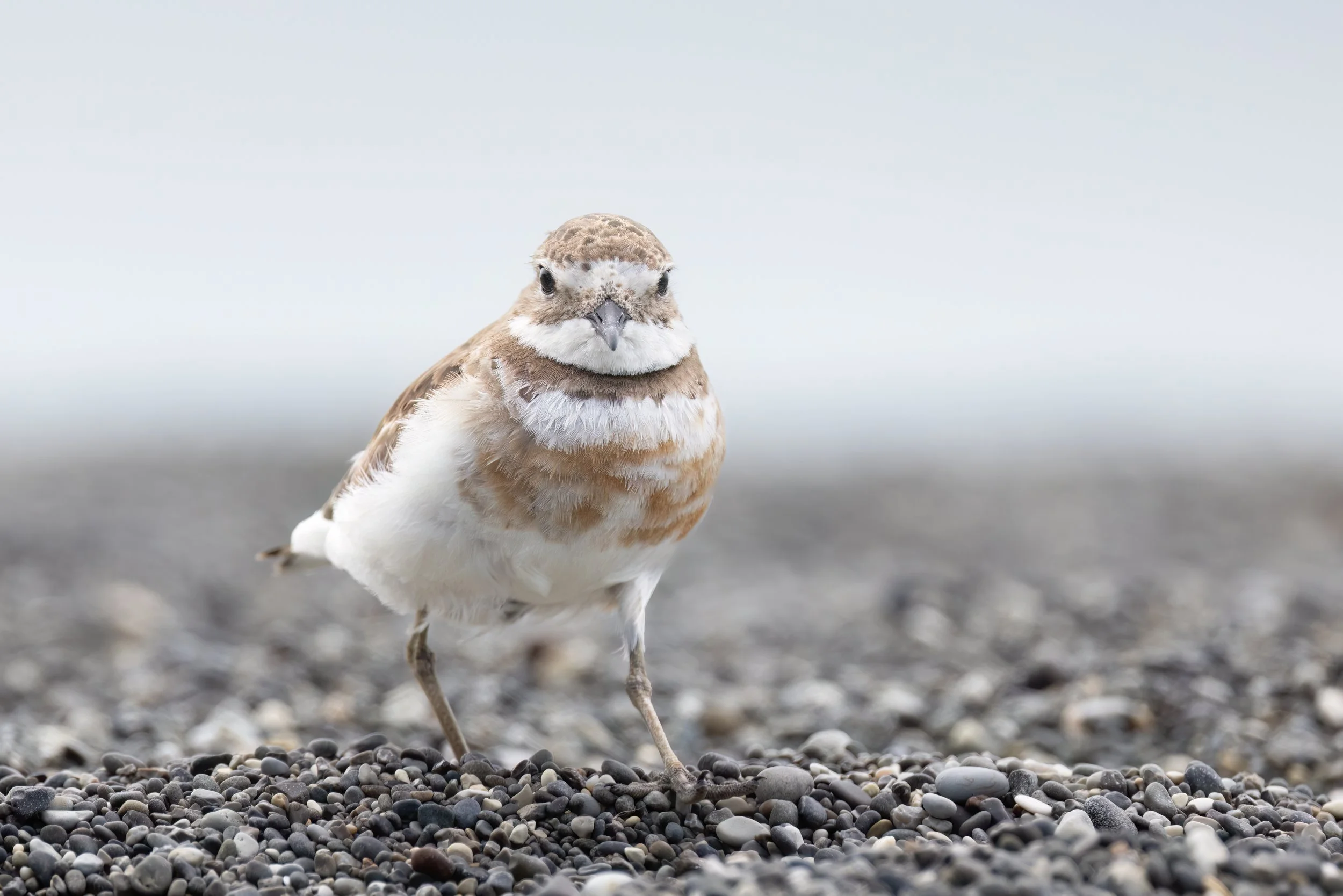 NELSON TRIP DOTTEREL III.jpg
