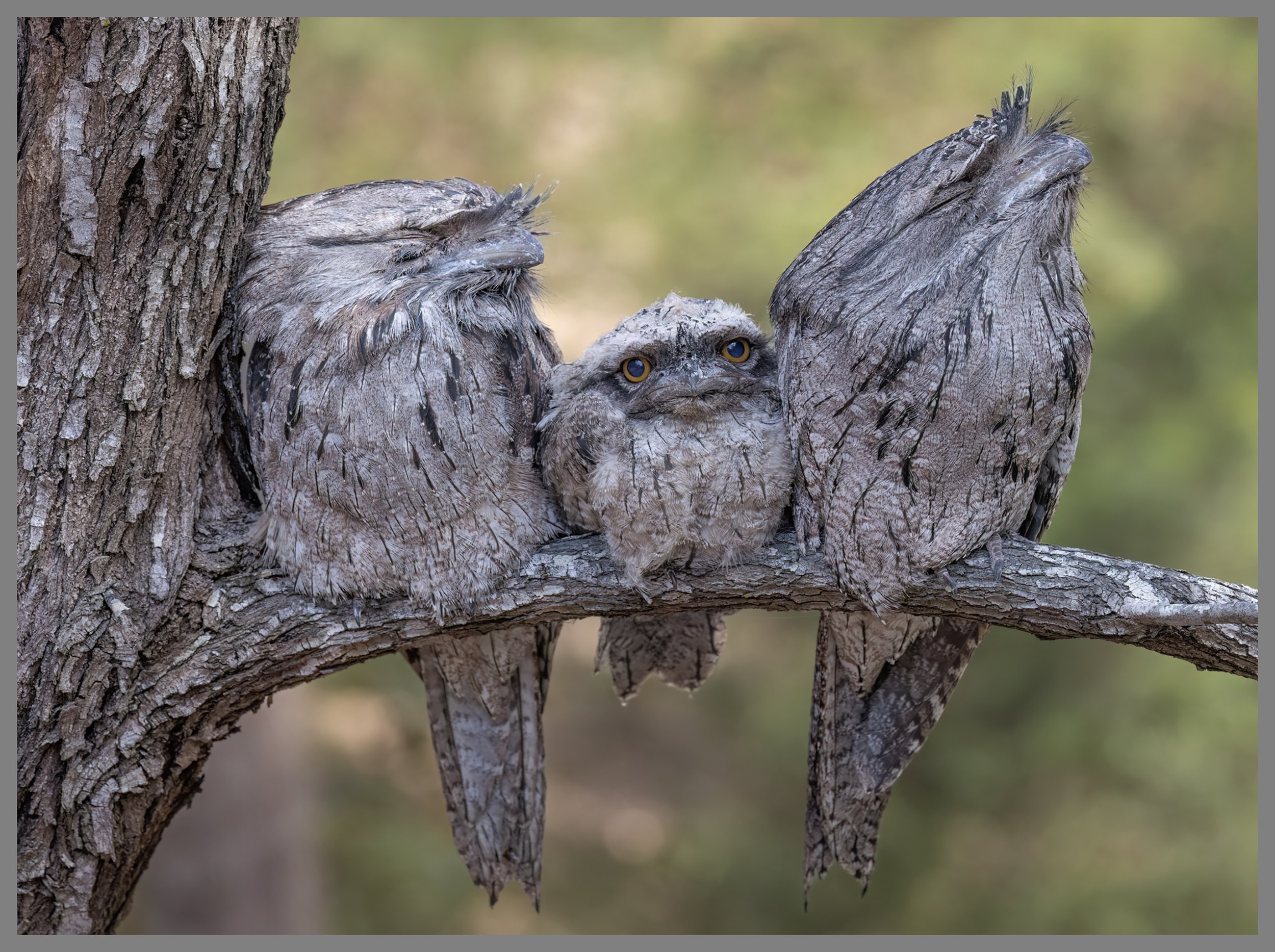 Tawny Frogmouth Family - Bird Photographer of the Year 205 - Highly Commended (Portrait Section)